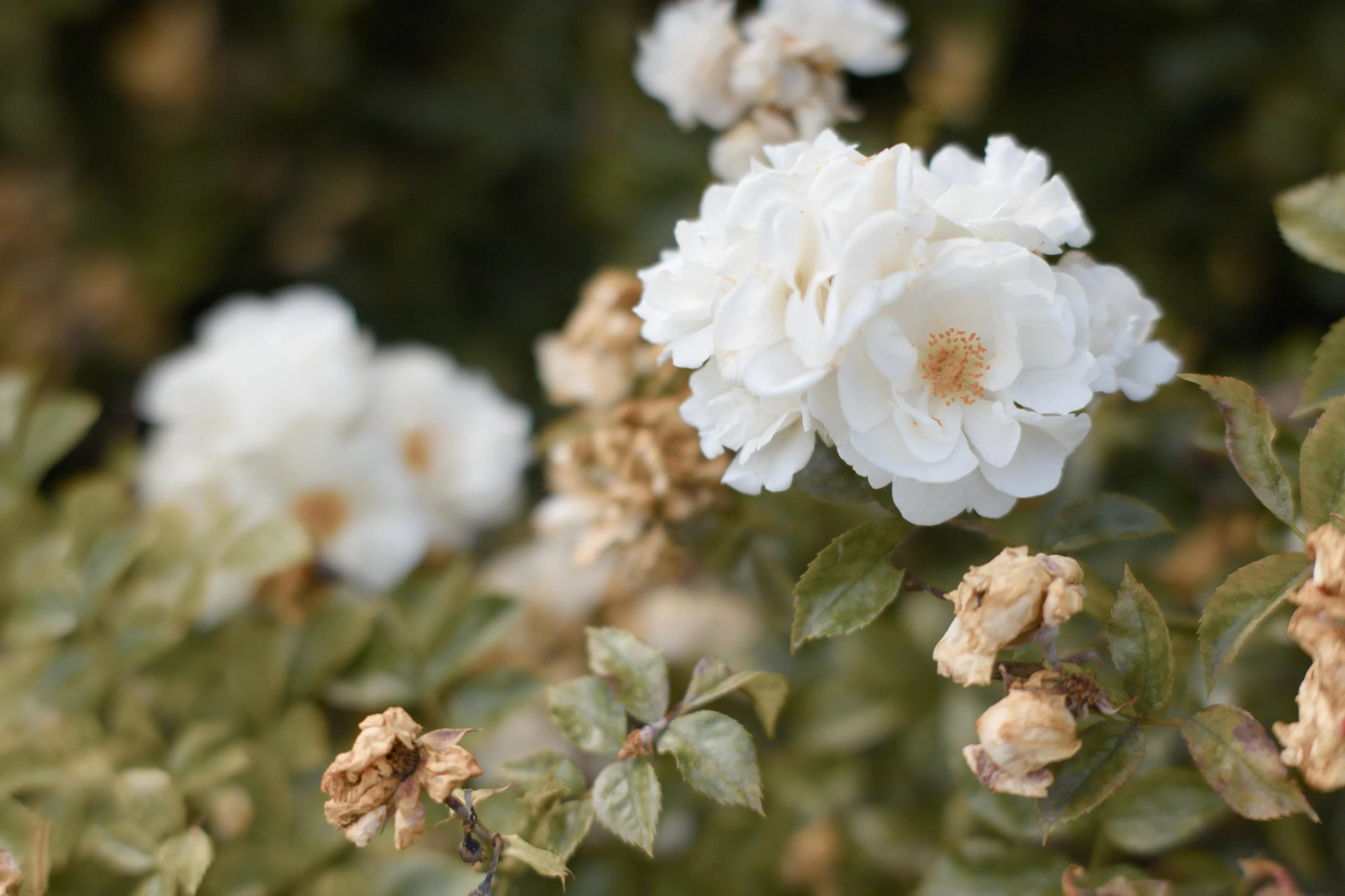 A photo of white blooming flowers alongside withered flowers