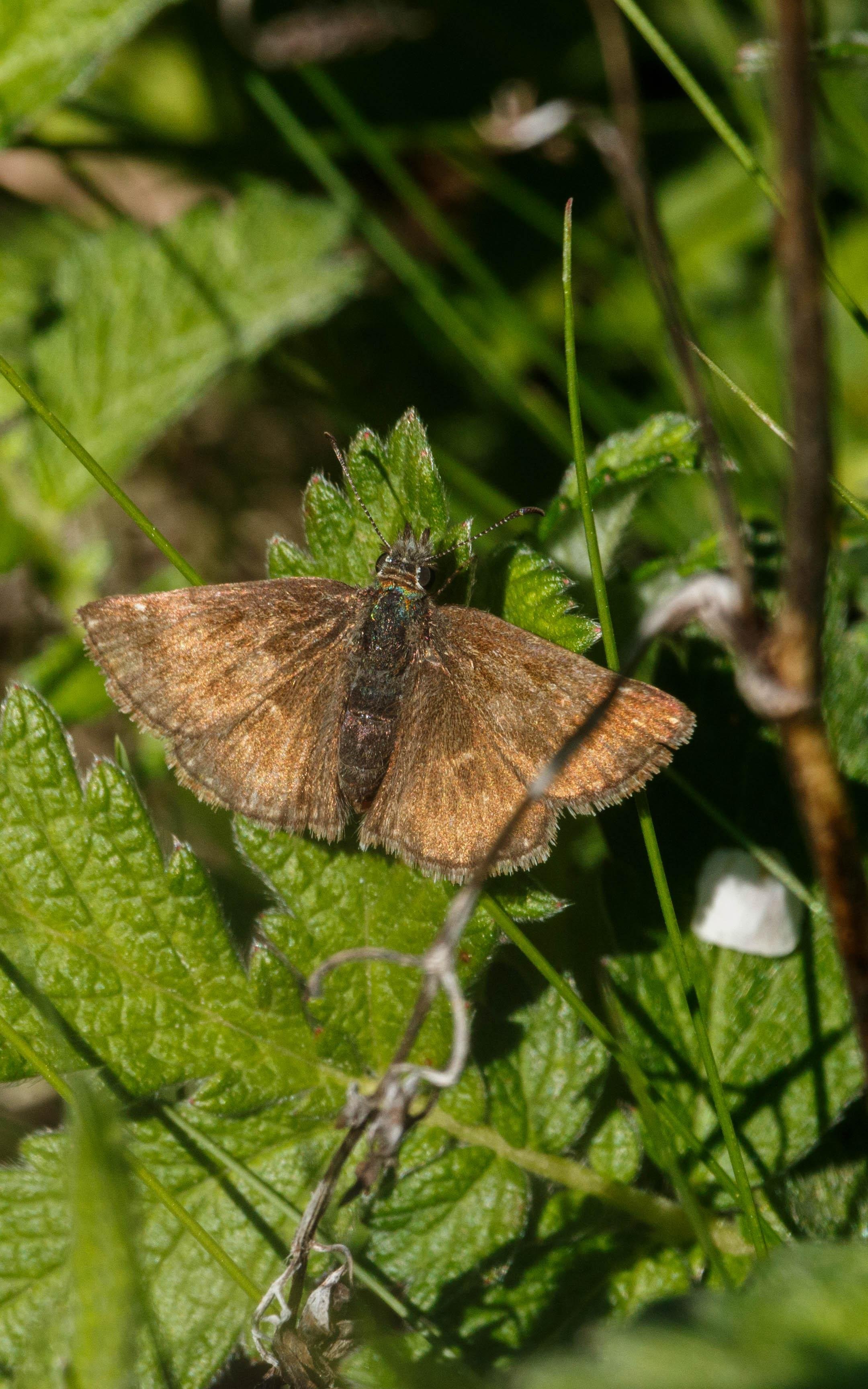 A dingy skipper (Erynnis tages) resting on a leaf.