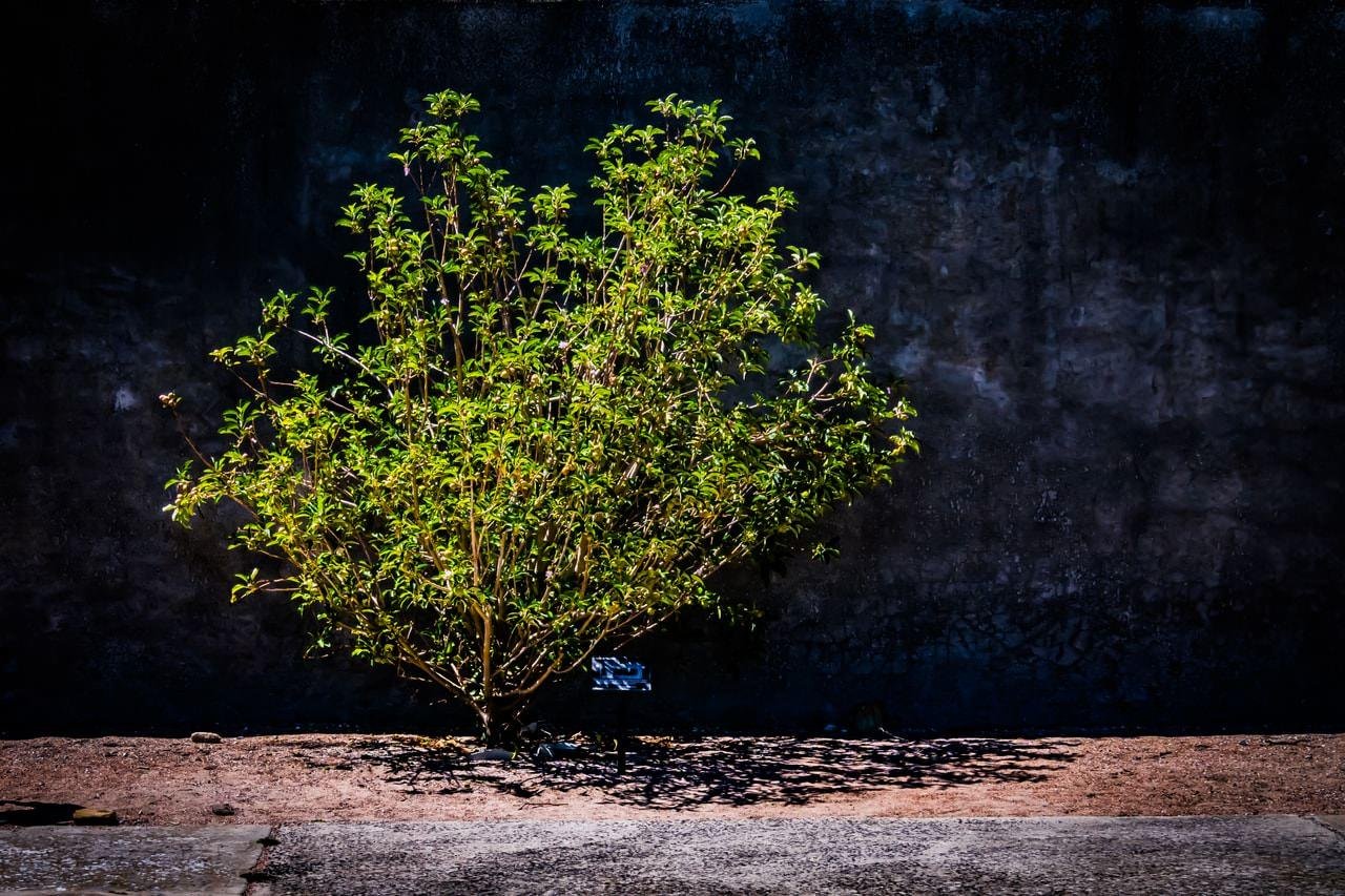 The image shows a small shrub or bush growing in front of a dark wall. The shrub has green leaves and is lit by sunlight, casting a shadow on the ground. The background is a textured wall, and the ground appears to be bare soil or dirt.
