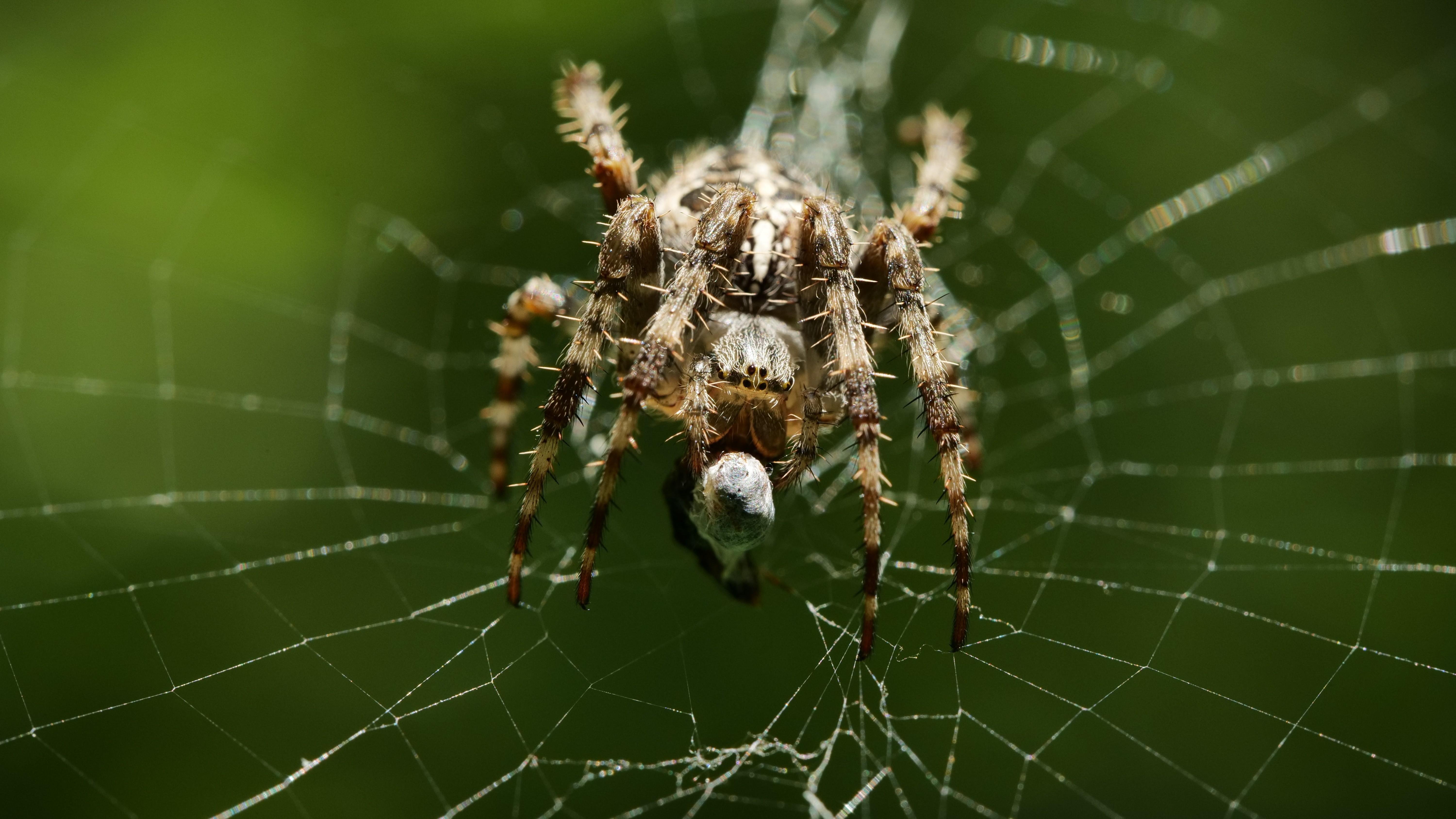 Macro shot of a Garden Cross Spider.