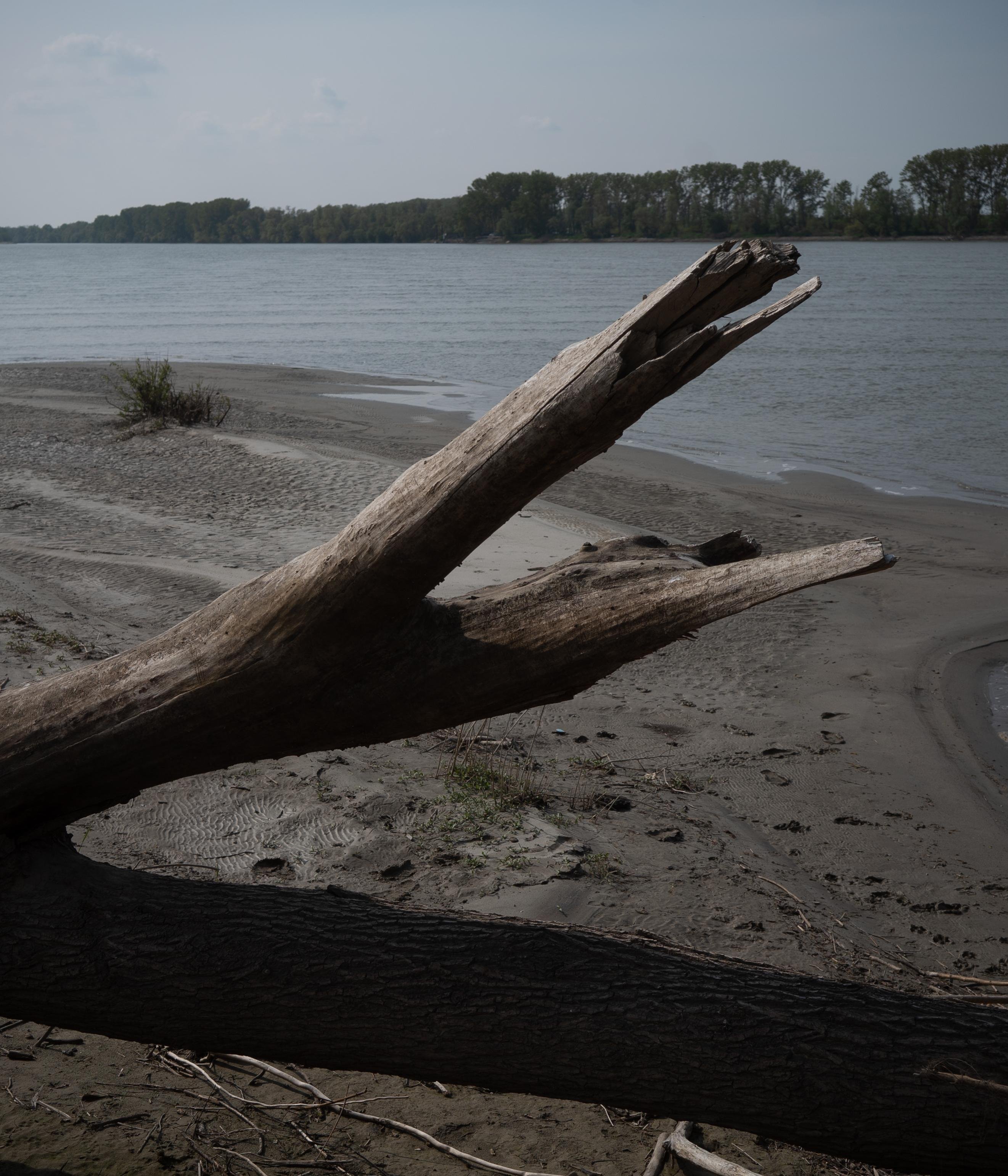 a large tree stranded on the river banks