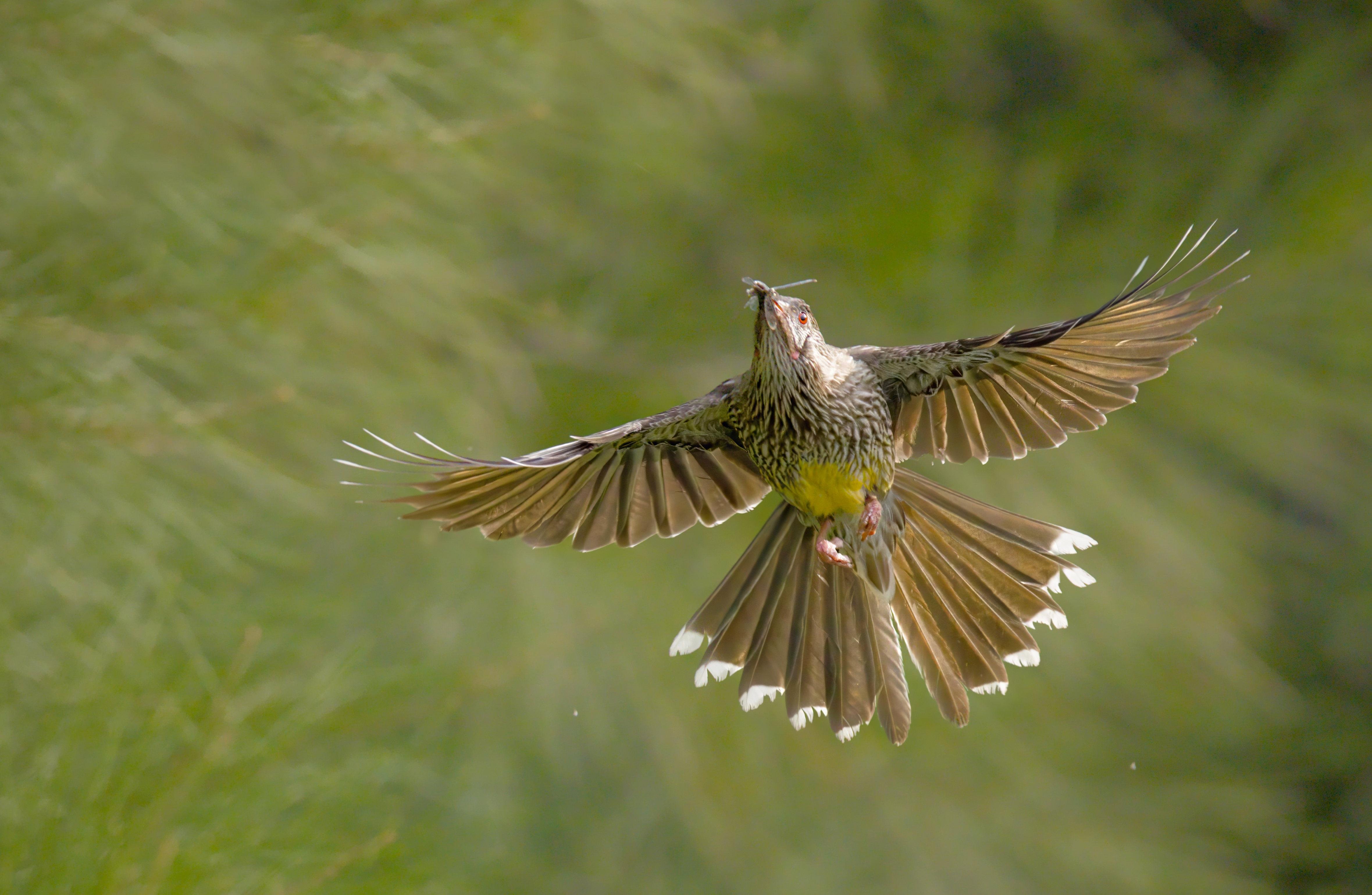 A Red Wattlebird in midair with wings fully spread and tail fanned, yellow belly and streaked chest visible. It looks so proud with its catch (a dragonfly in its beak)