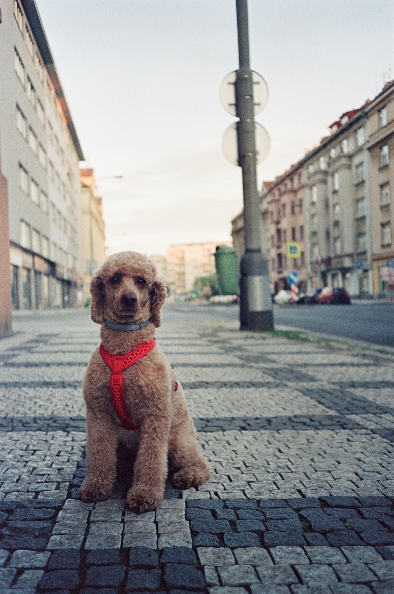 Small brown poodle wearing a red harness sitting on a cobblestone sidewalk beside a city street, with apartment buildings lining both sides and a tall street sign pole in the background.