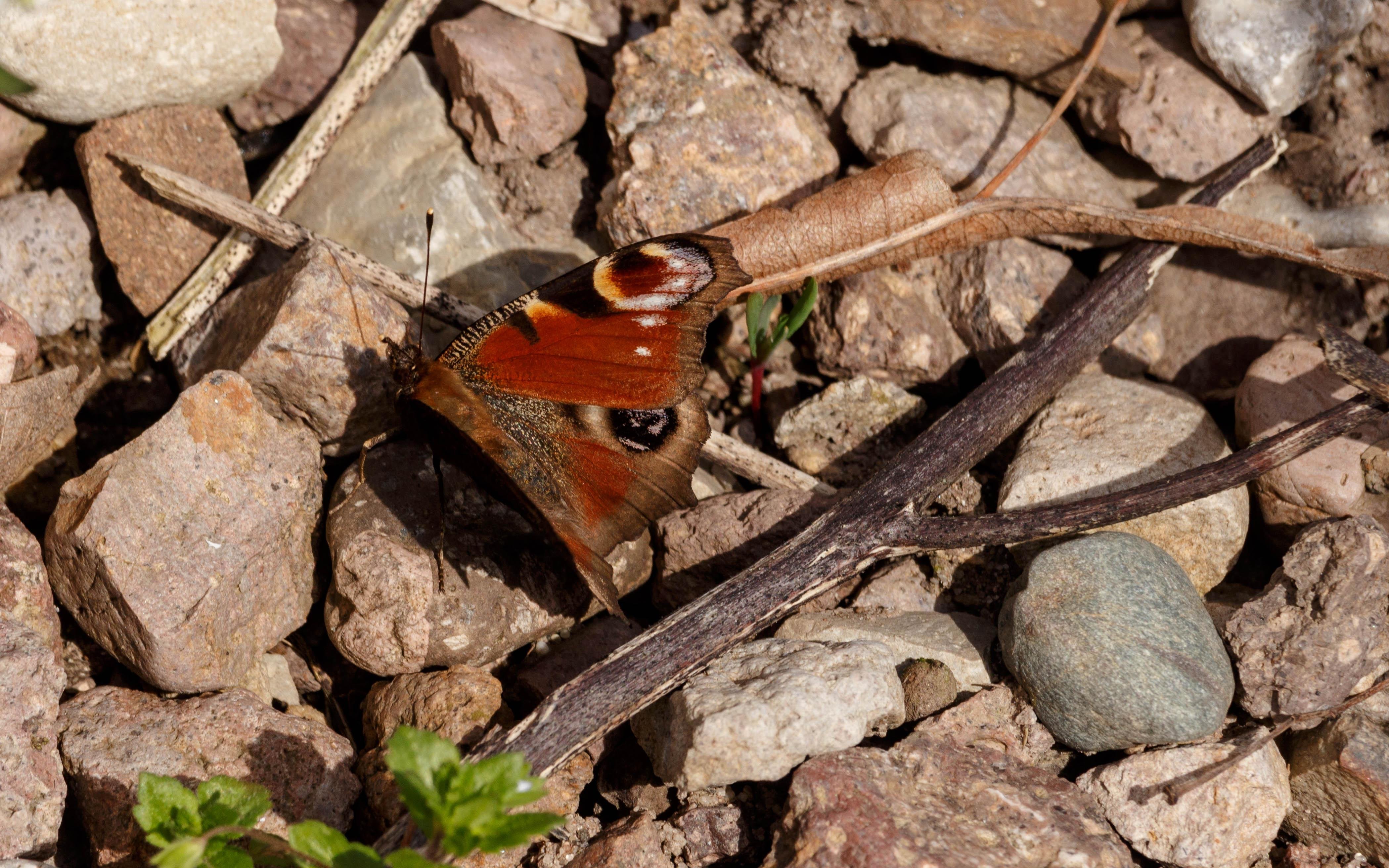 A peackock (Aglais io) sunbathing on a pile of rocks.