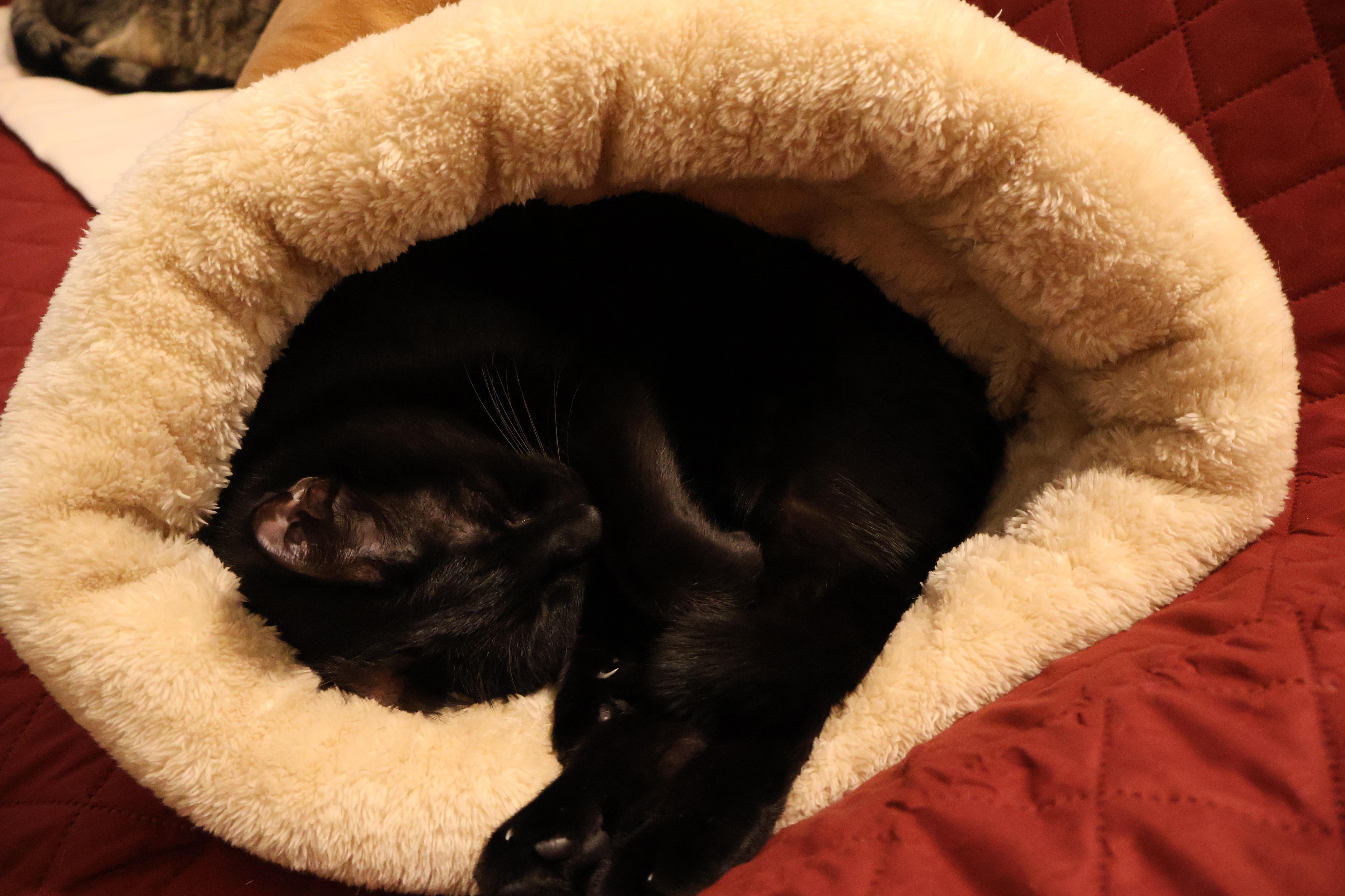 The image shows a black cat sleeping inside a cozy, cream-colored pet bed. The bed is resting on a red quilted surface. The cat appears to be curled up comfortably.