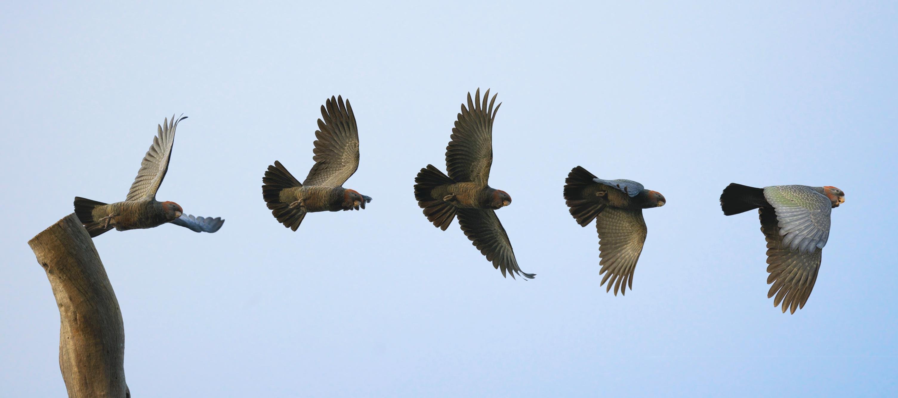 The flight pattern of a juvenile male Gang gang cockatoo is seen as it cuts through a pale blue sky, shown in sequence from a curved tree trunk on the left with wings in different positions.