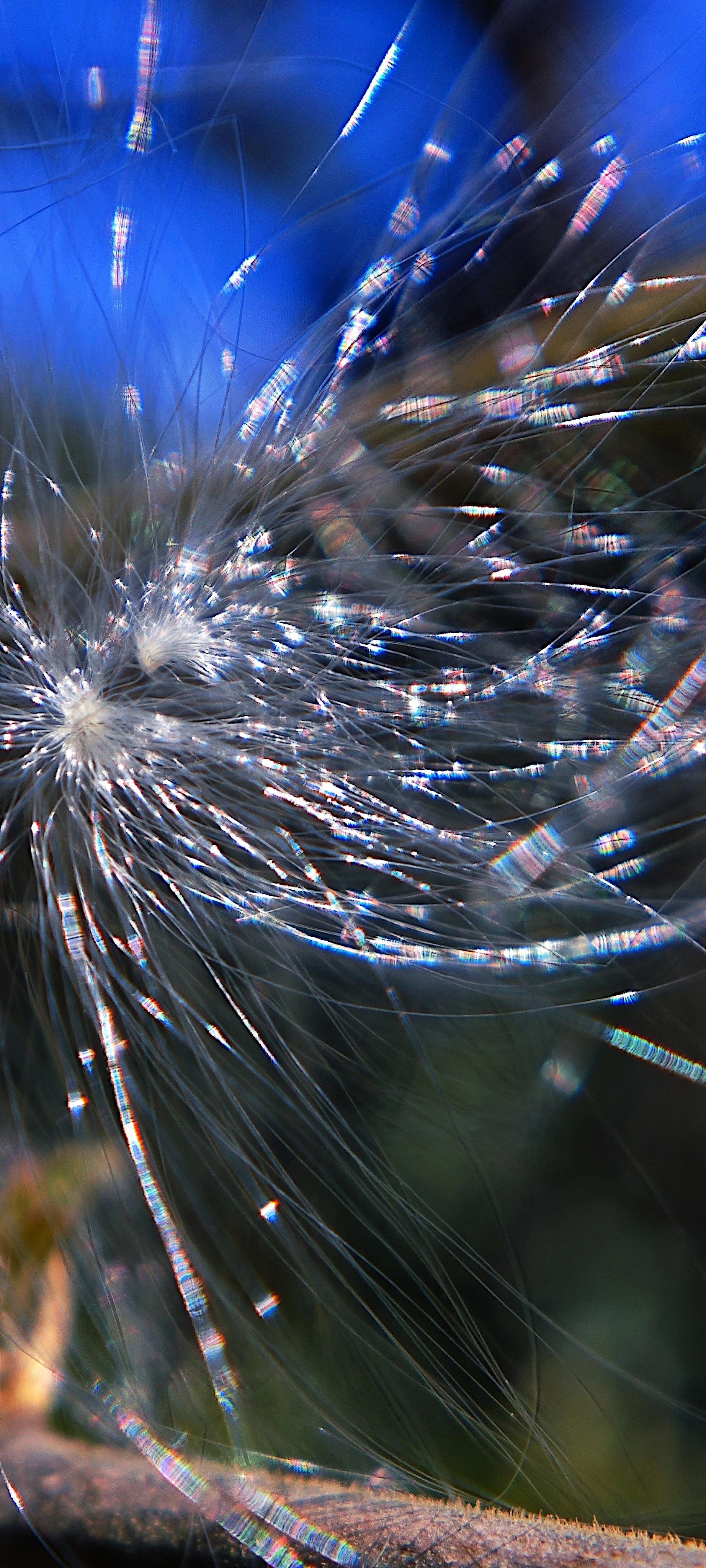 Close-up of wispy dandelion seeds with delicate strands radiating outward, reflecting light and creating small rainbow effects. Blue sky in the background and a hint of a green and brown surface at the bottom.
