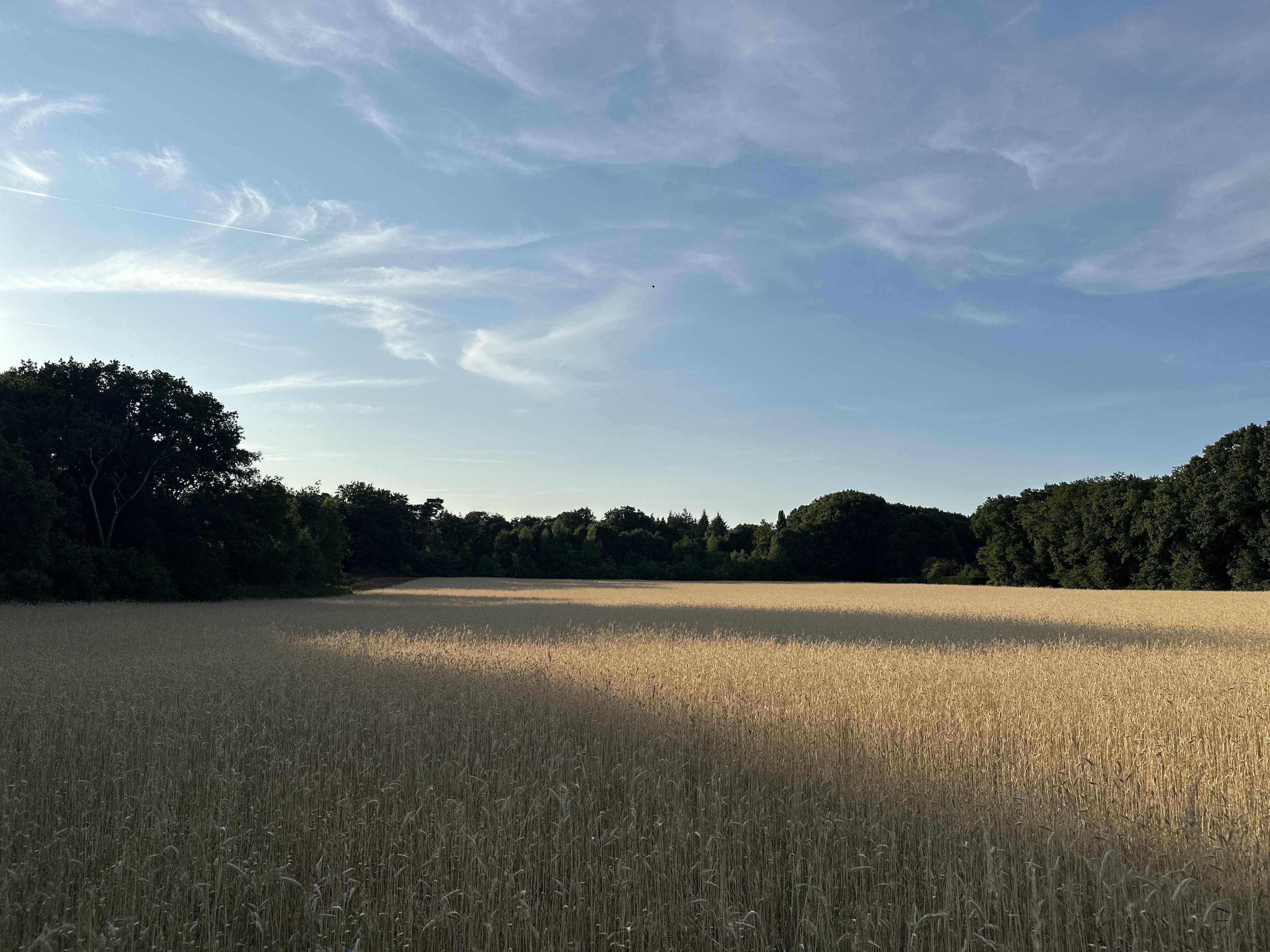 Field of golden wheat under a blue sky with wispy clouds. Dense green trees form a border in the background, casting long shadows across the field.