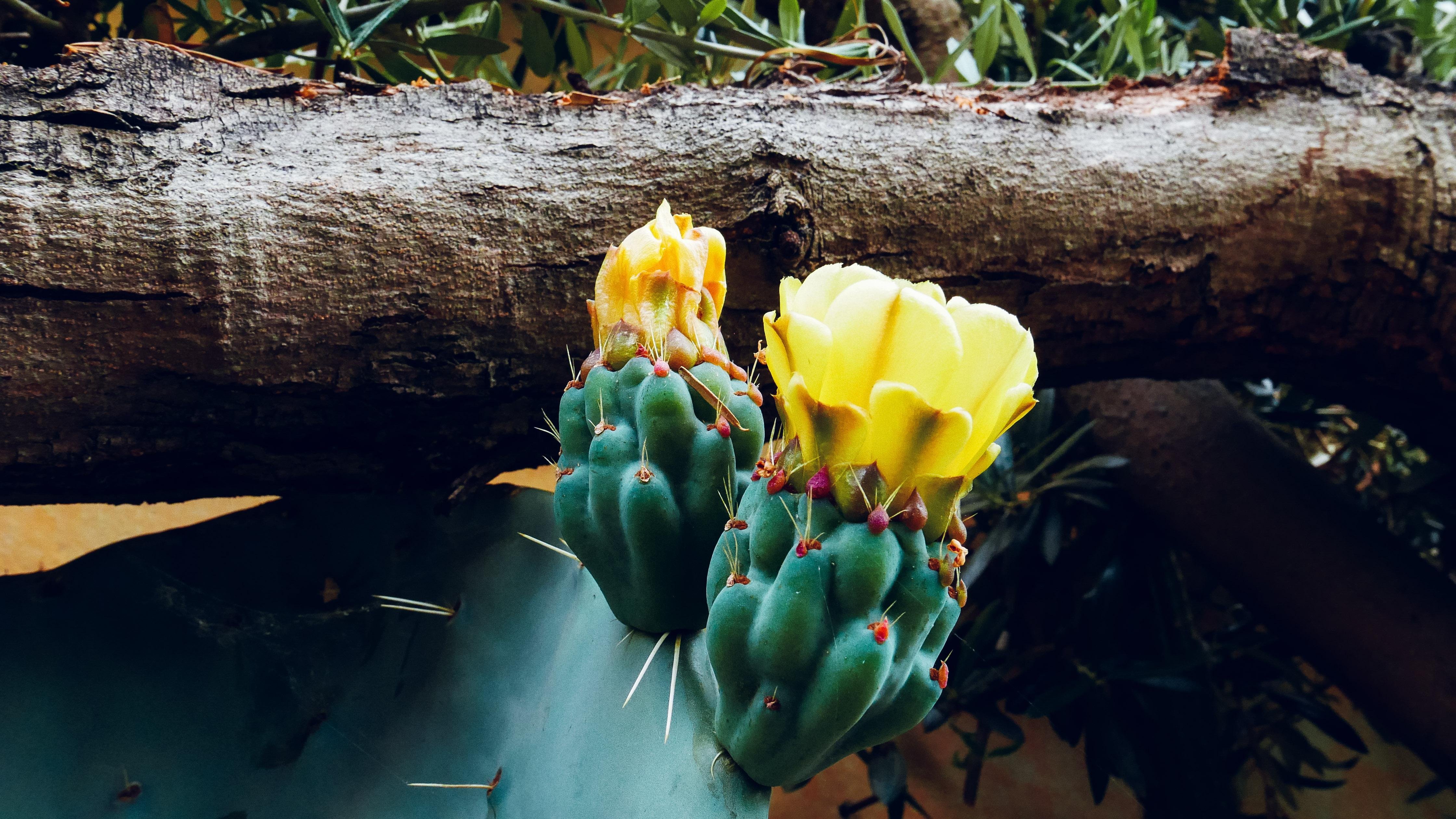 The image shows a cactus with two yellow flowers blooming on top of it. The cactus is positioned near a tree branch, and there are some green leaves in the background.