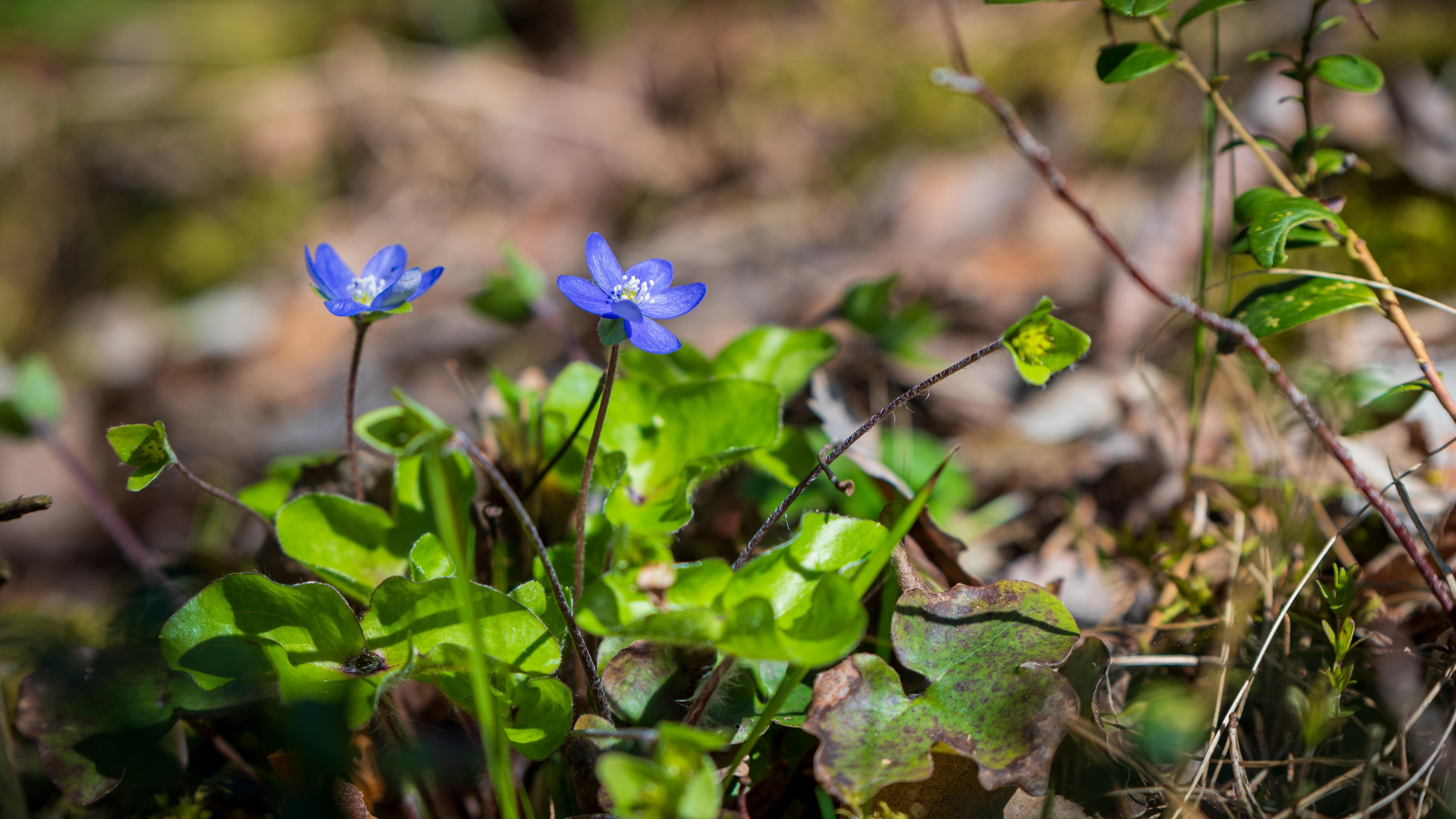 The image shows two small, blue flowers with delicate petals, possibly windflowers or liverworts, growing amongst green leaves and other vegetation. The background is a natural, blurred setting, indicating an outdoor or forested area. Valokuvaaja Kuvaajankulma