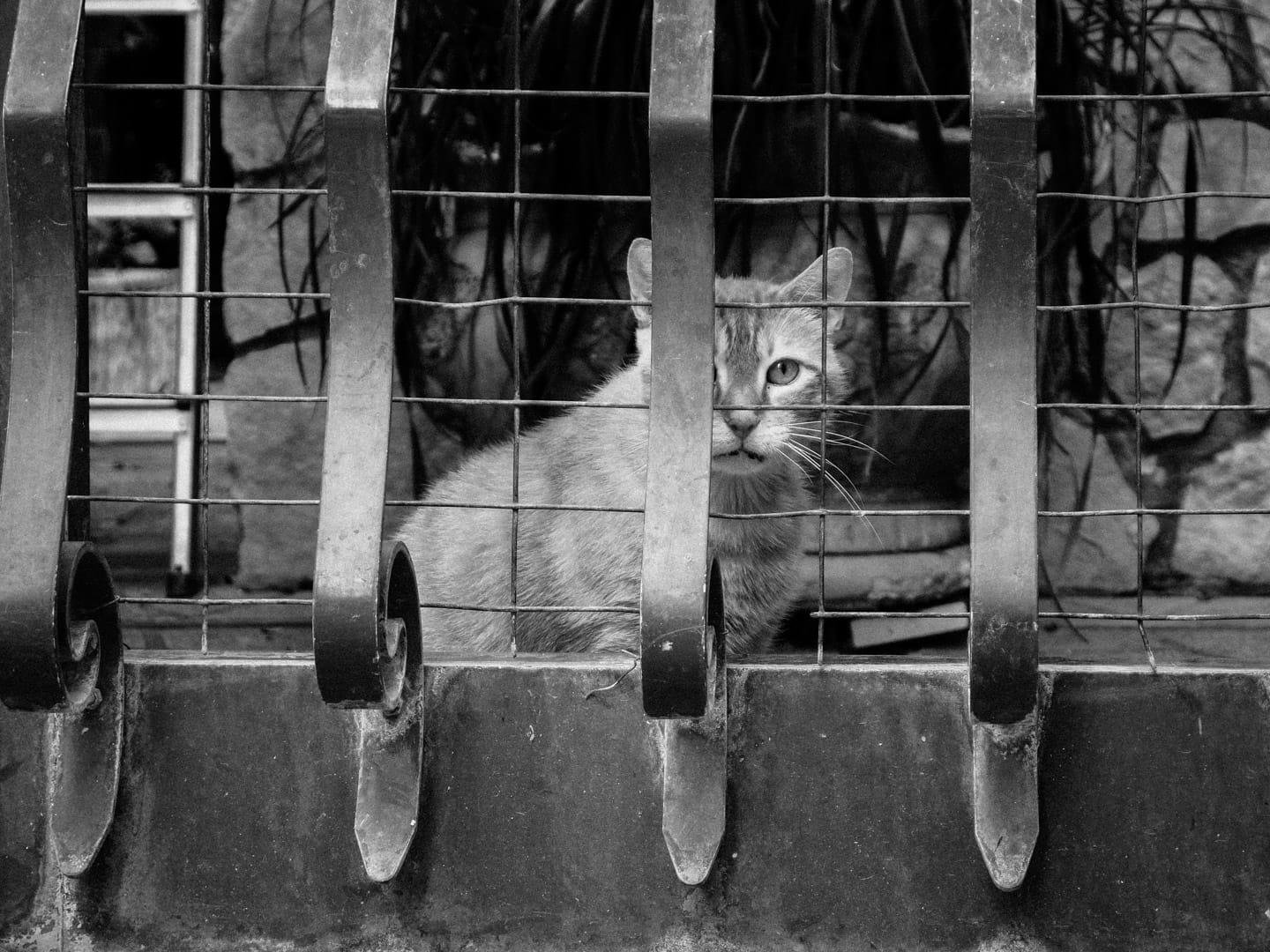 Gatto che sbircia da un cancello, sul quale è agganciata una rete metallica. La foto è in bianco e nero.