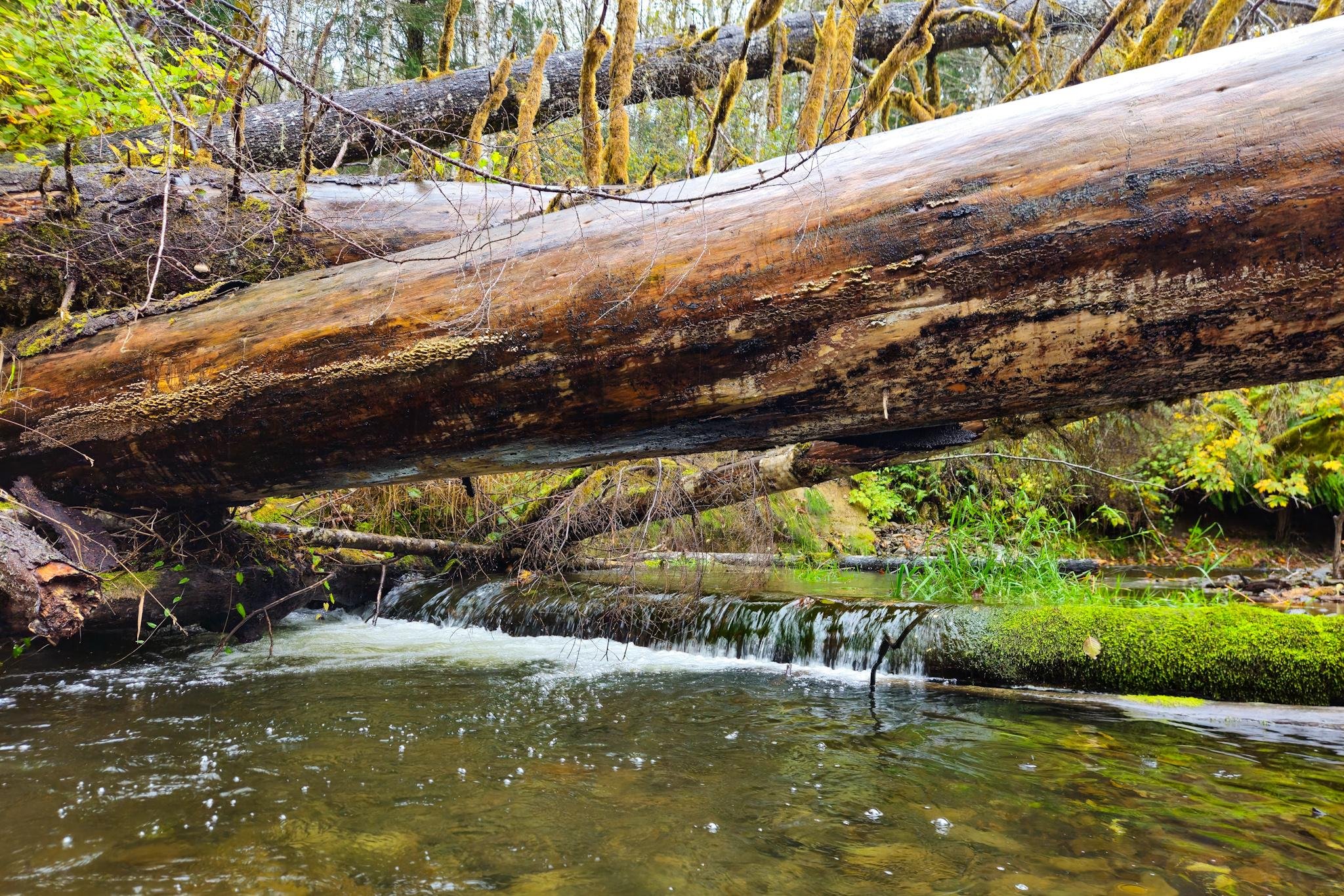 Large fallen tree trunk spanning across a shallow forest creek, with water flowing over a small mossy log and green vegetation along the banks.