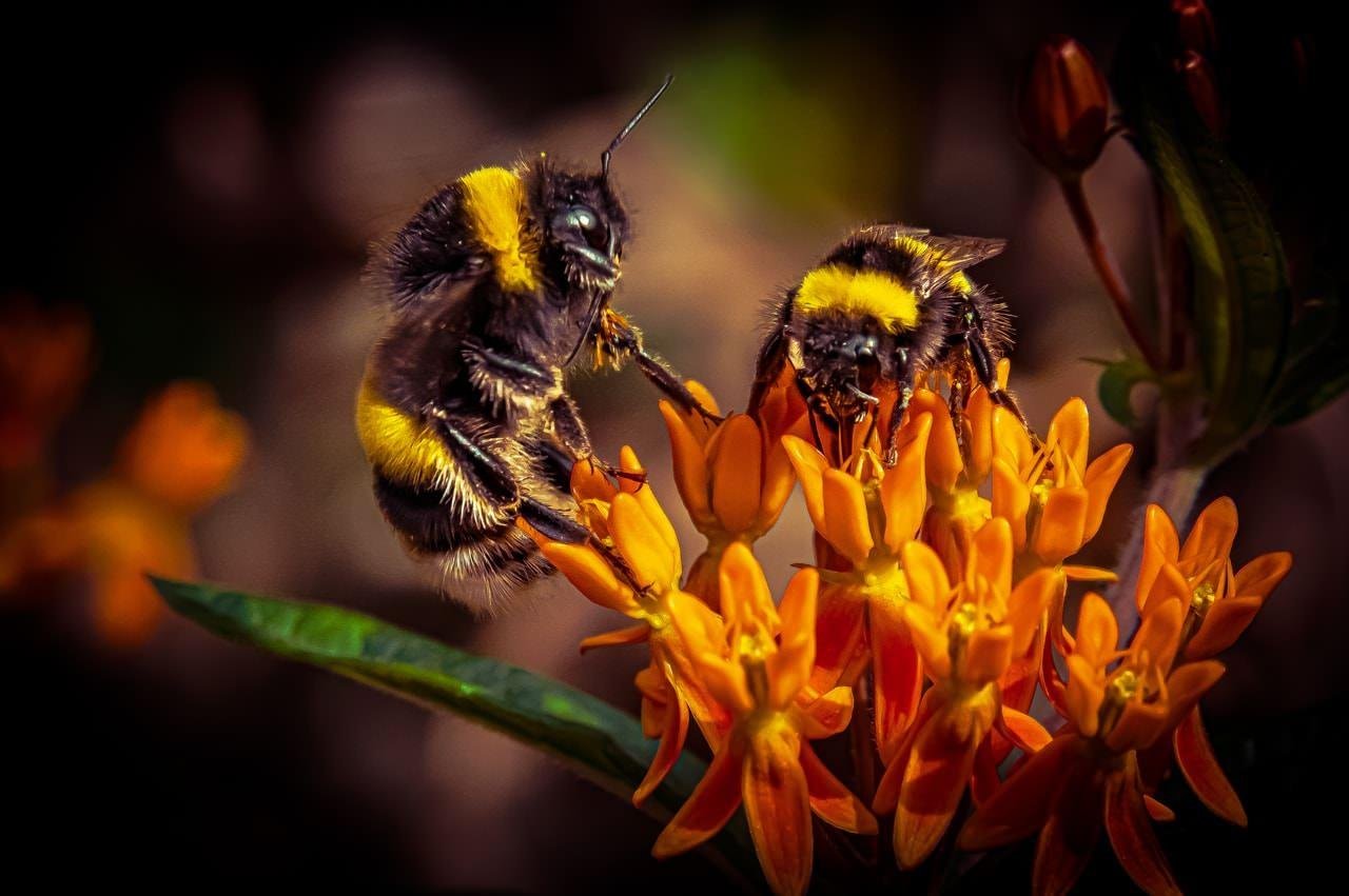 Two bumblebees with yellow and black stripes gather pollen on vibrant orange milkweed flowers. The scene is close-up with a dark, blurred background, highlighting the bees and flowers.