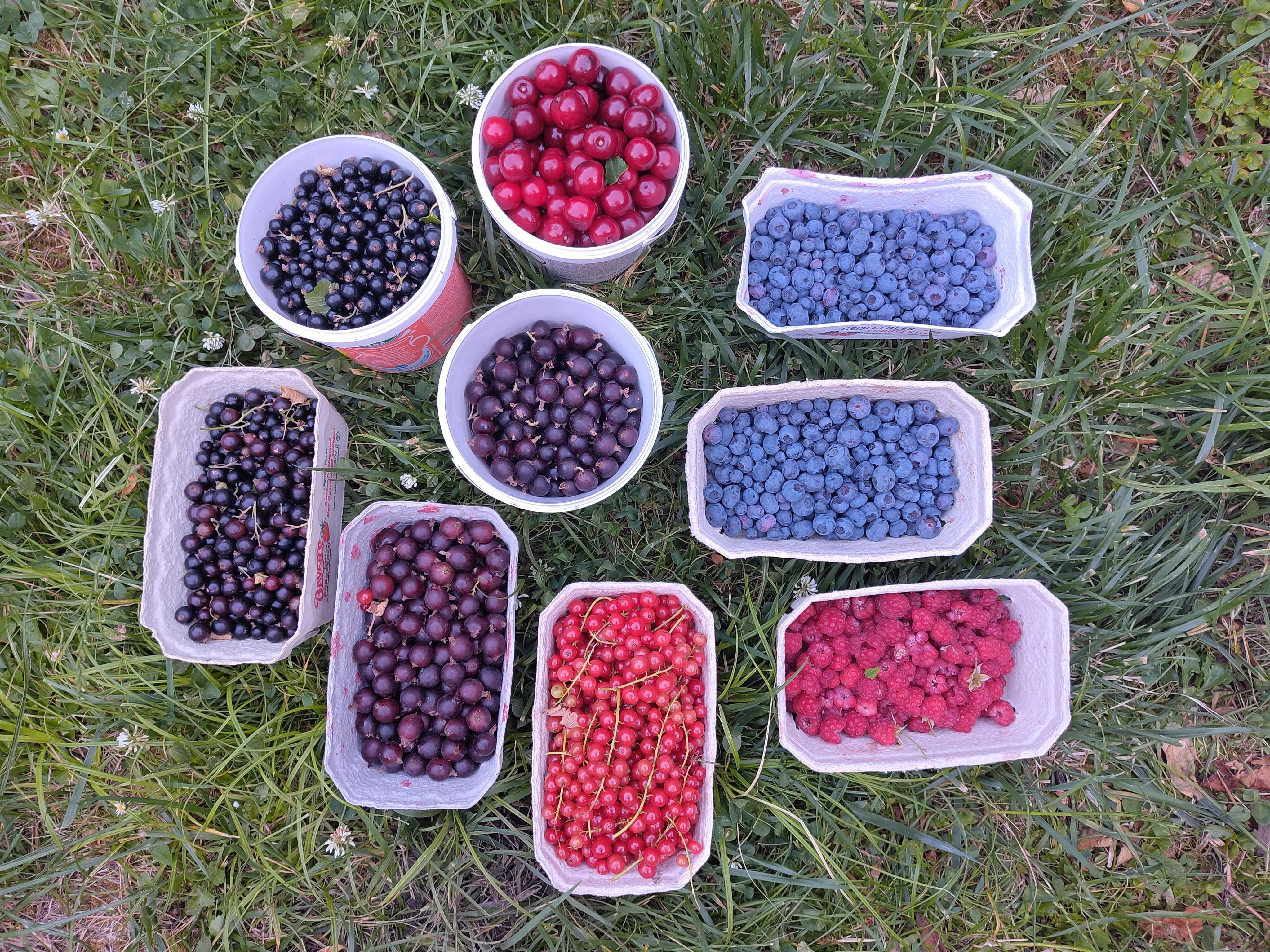 Foto im Querformat.
Auf einer Wiese stehen sechs Schachteln und drei Becher gefüllt mit verschiedenen je roten, violetten und blauen Beeren.
Die Kamera schaut von oben direkt nach unten.