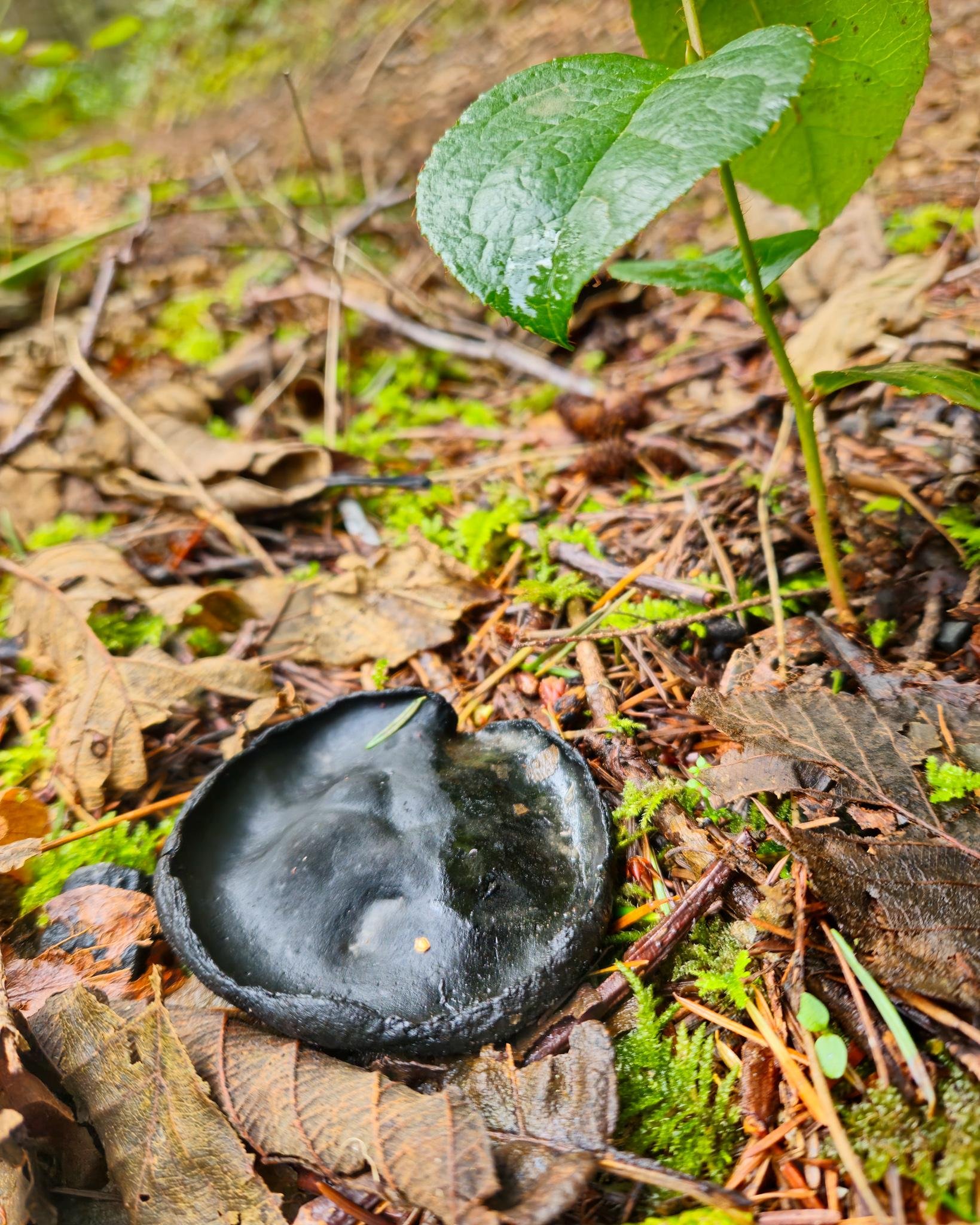 The image shows a round, black object on the forest floor, which appears to be a type of fungus or mushroom. It is surrounded by leaves, moss, and other forest debris. There is also a young plant with green leaves nearby.