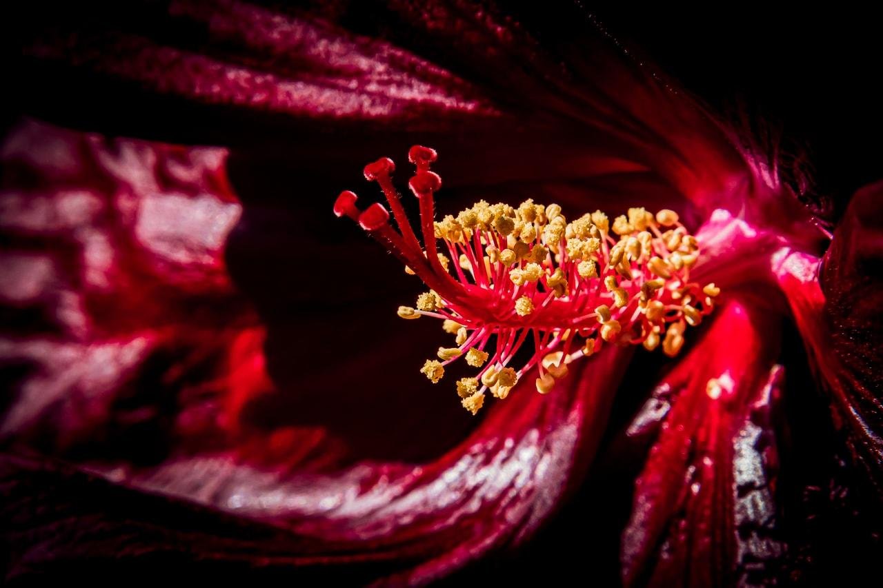 Macro close-up of a deep red flower with curled petals, focusing on the central red stamens tipped with yellow pollen against a dark background.
