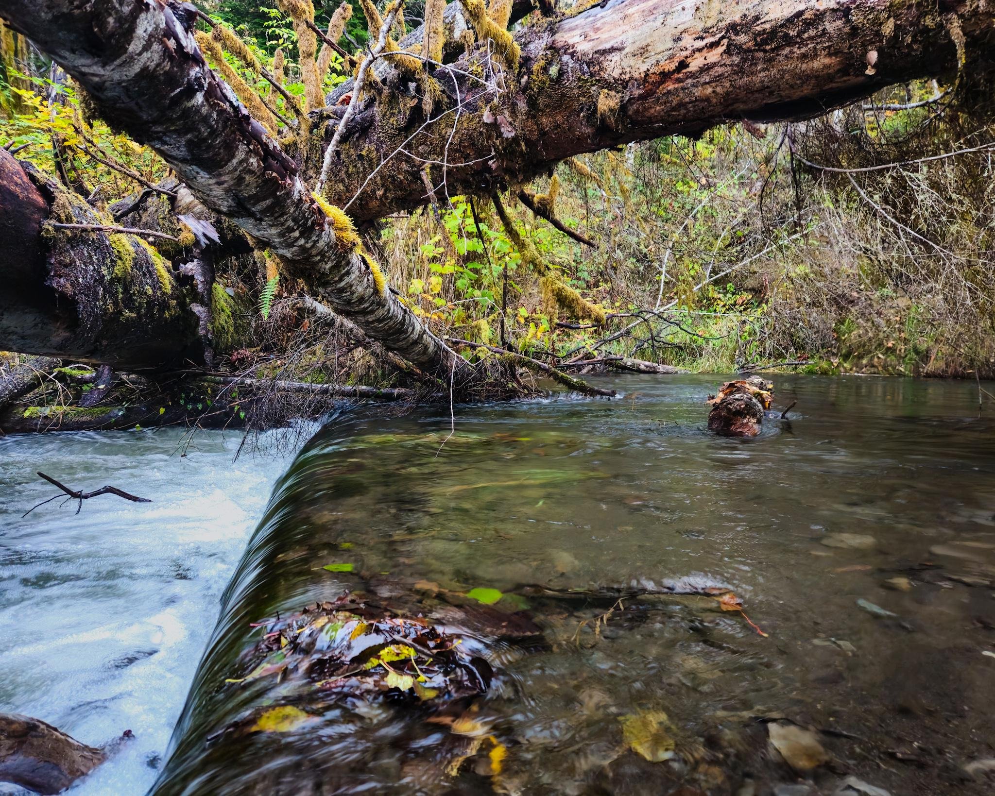 Fallen moss-covered tree trunks crossing above a shallow forest stream, with water flowing over a small ledge in the foreground and a log protruding from the water near the center; dense green and brown vegetation along the banks.