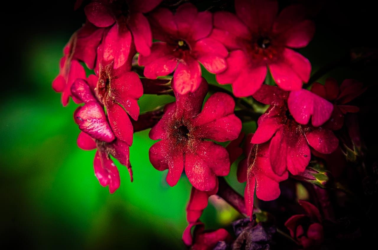 Close-up of clustered deep pink flowers with visible pollen on the petals, set against a blurred bright green background with dark vignette edges.