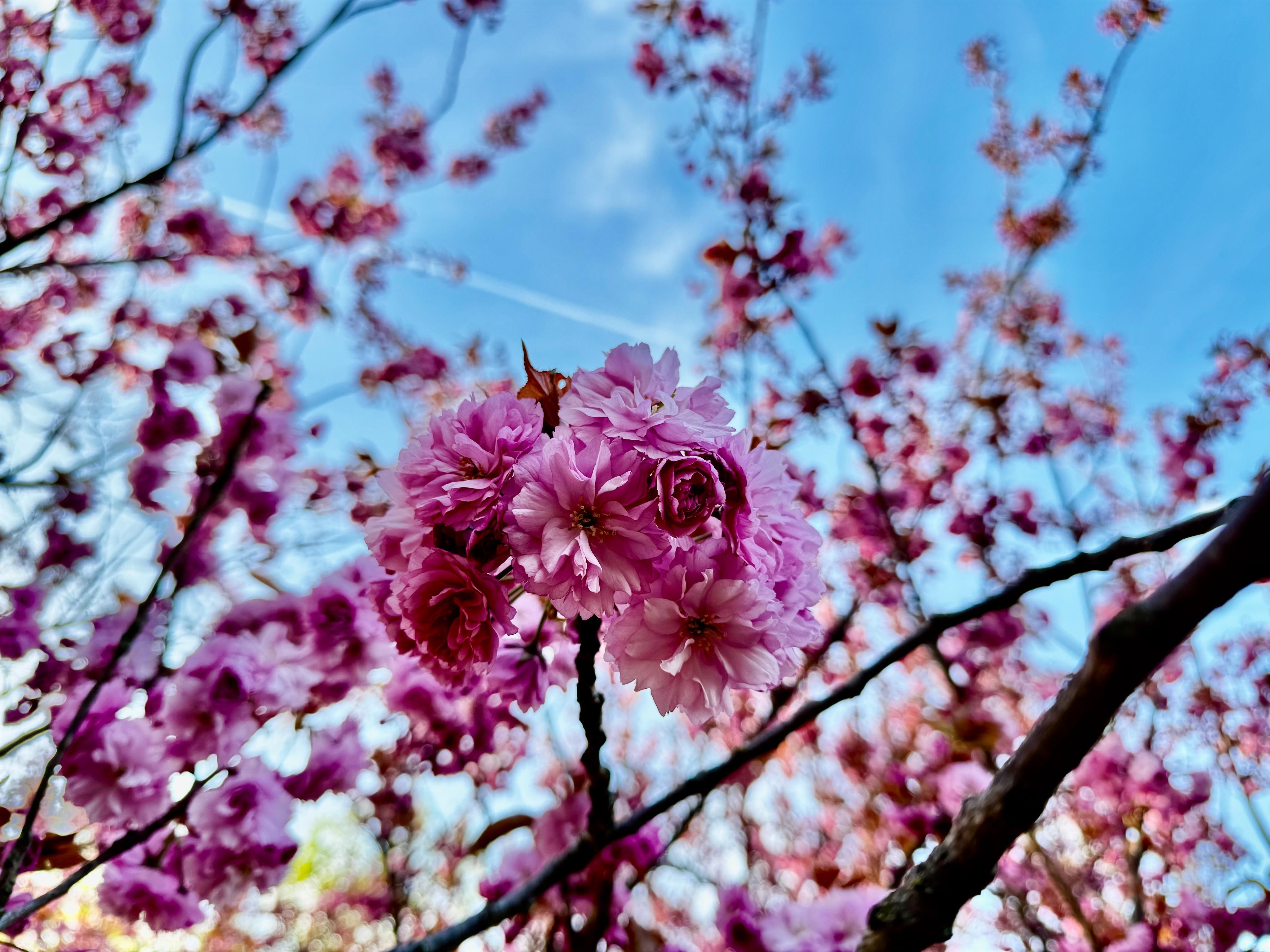 A cluster of pink cherry blossoms on branches with dark stems, set against a blue sky with faint clouds.