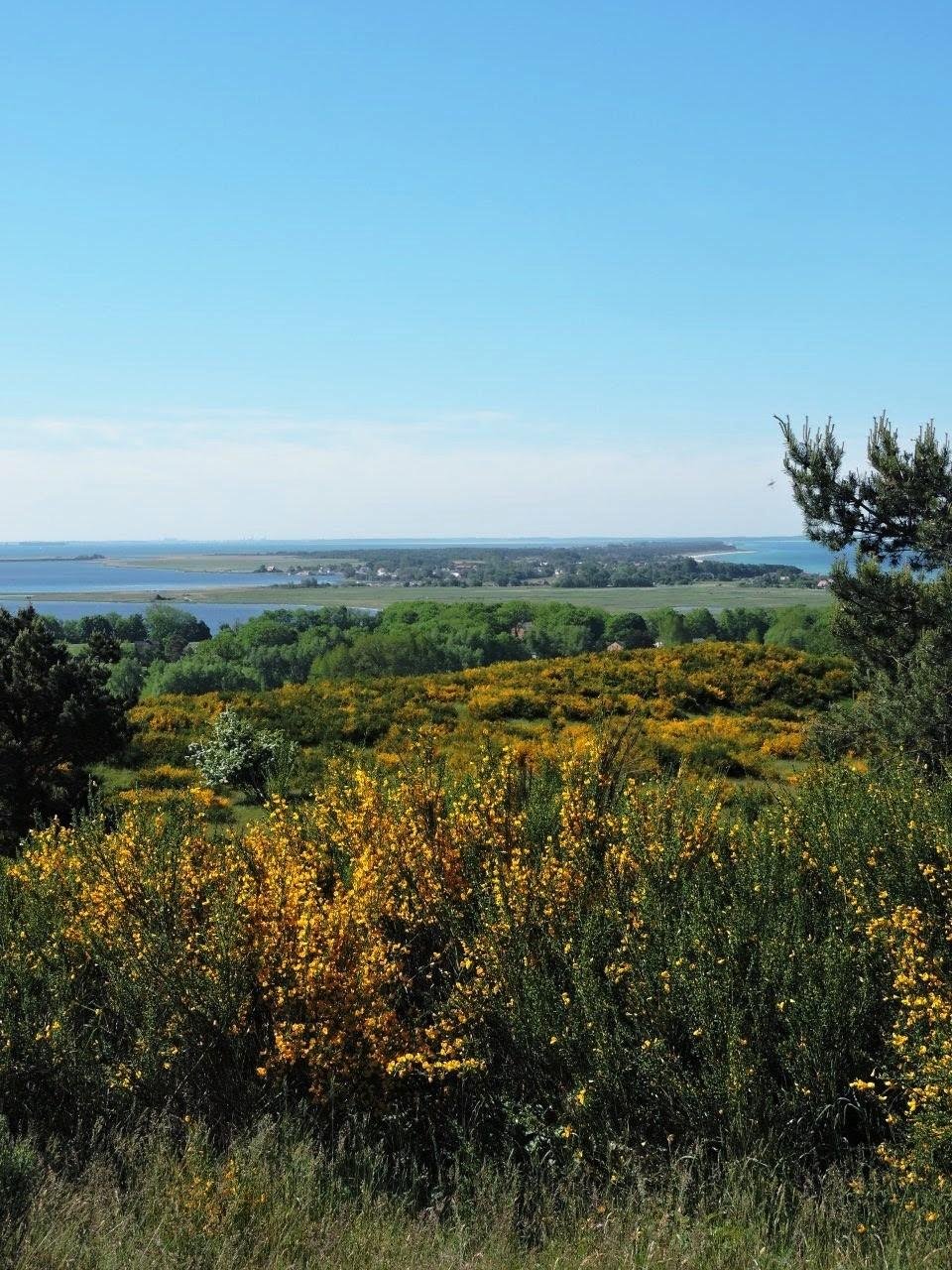 Expansive landscape with a foreground of dense yellow flowering bushes and scattered green trees. Middle ground features a mix of additional trees and bushes on rolling hills. Background includes a large body of water and a distant shoreline under a clear blue sky.