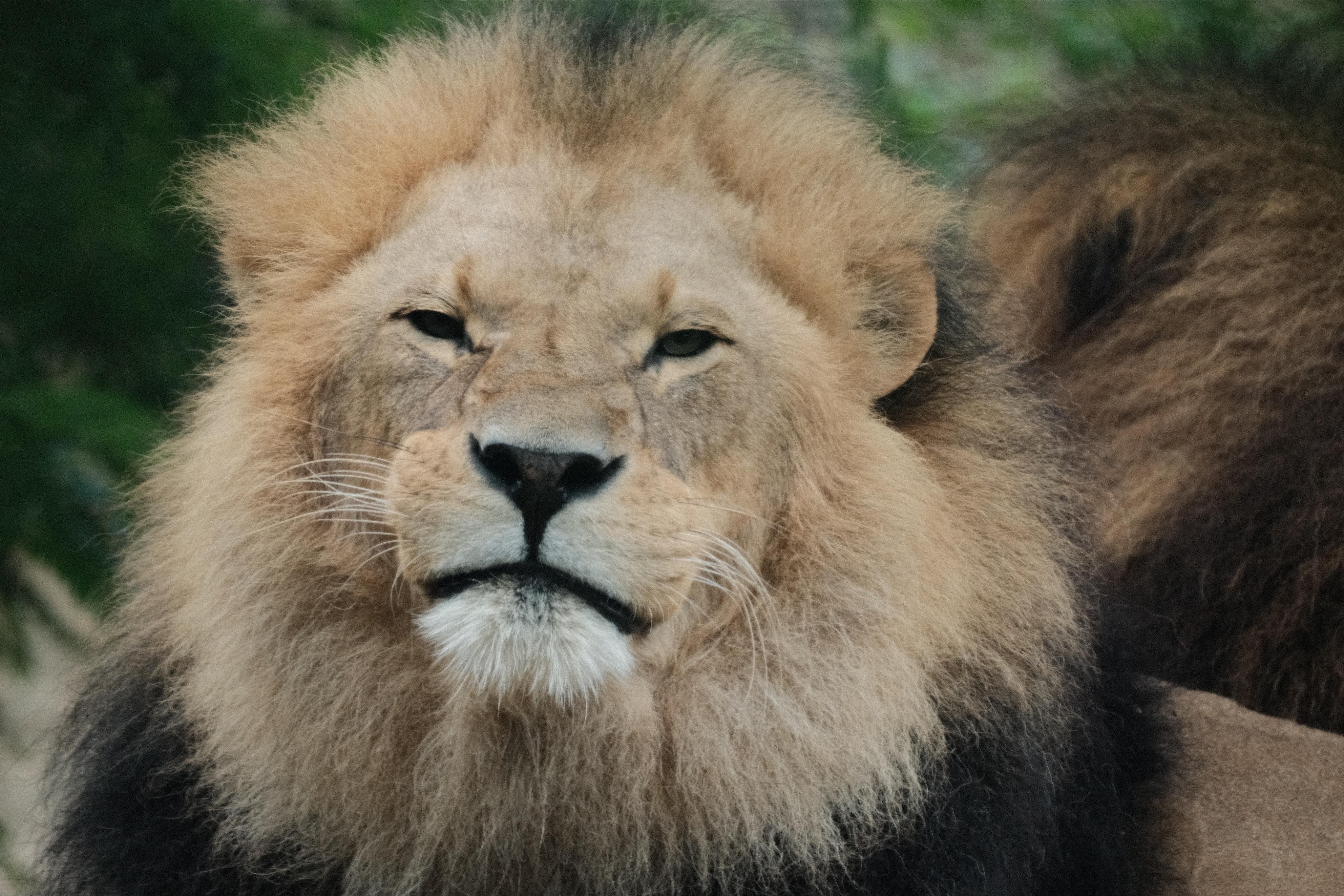 A close up shot of a lion that looks straight into the camera. It pulls up its right muzzle slightly, resembling mild disapproval, as if it was judging my composition.