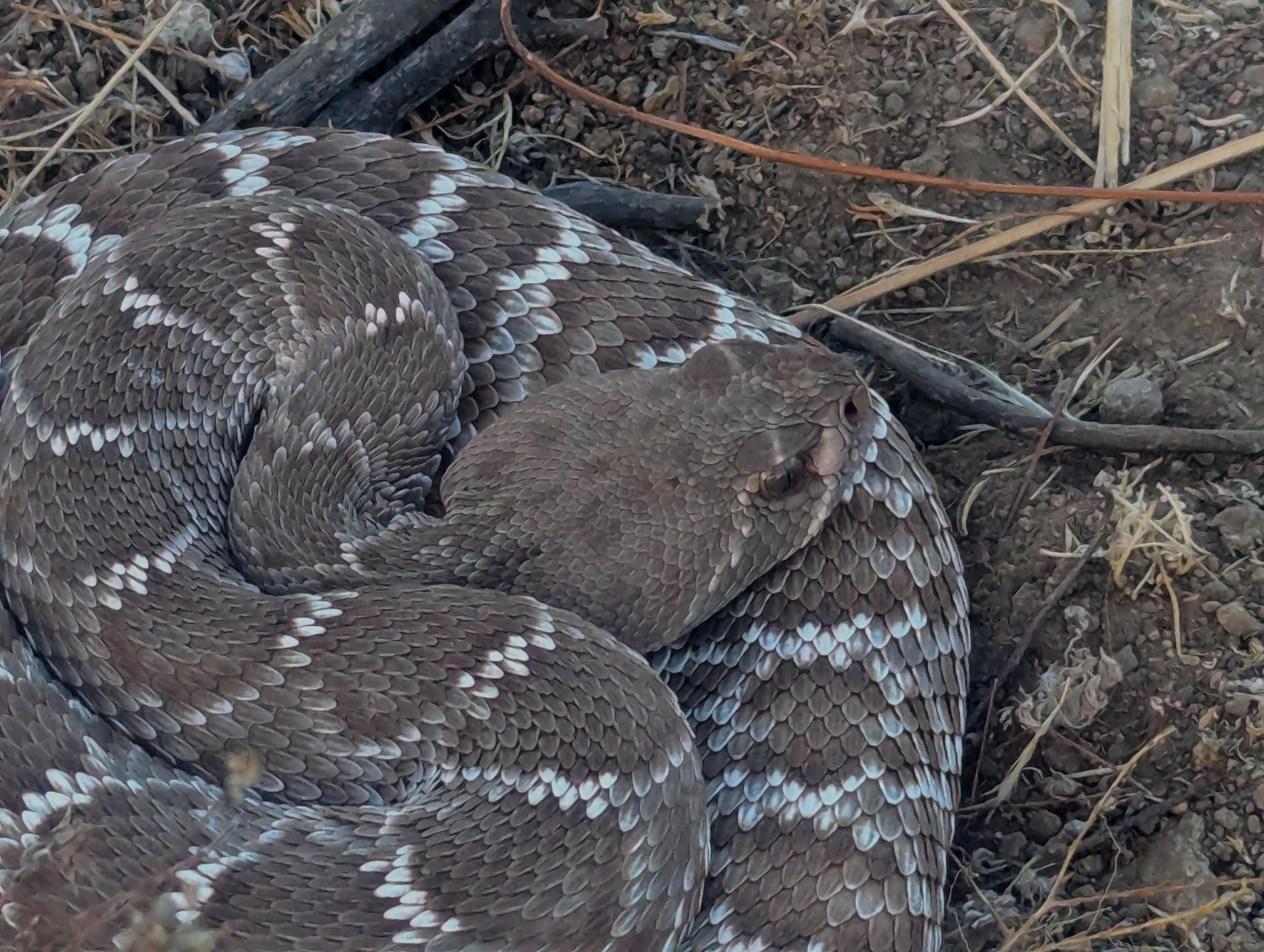 Coiled brown rattlesnake with pale banded markings and a triangular head resting on dry soil with scattered twigs and leaves.