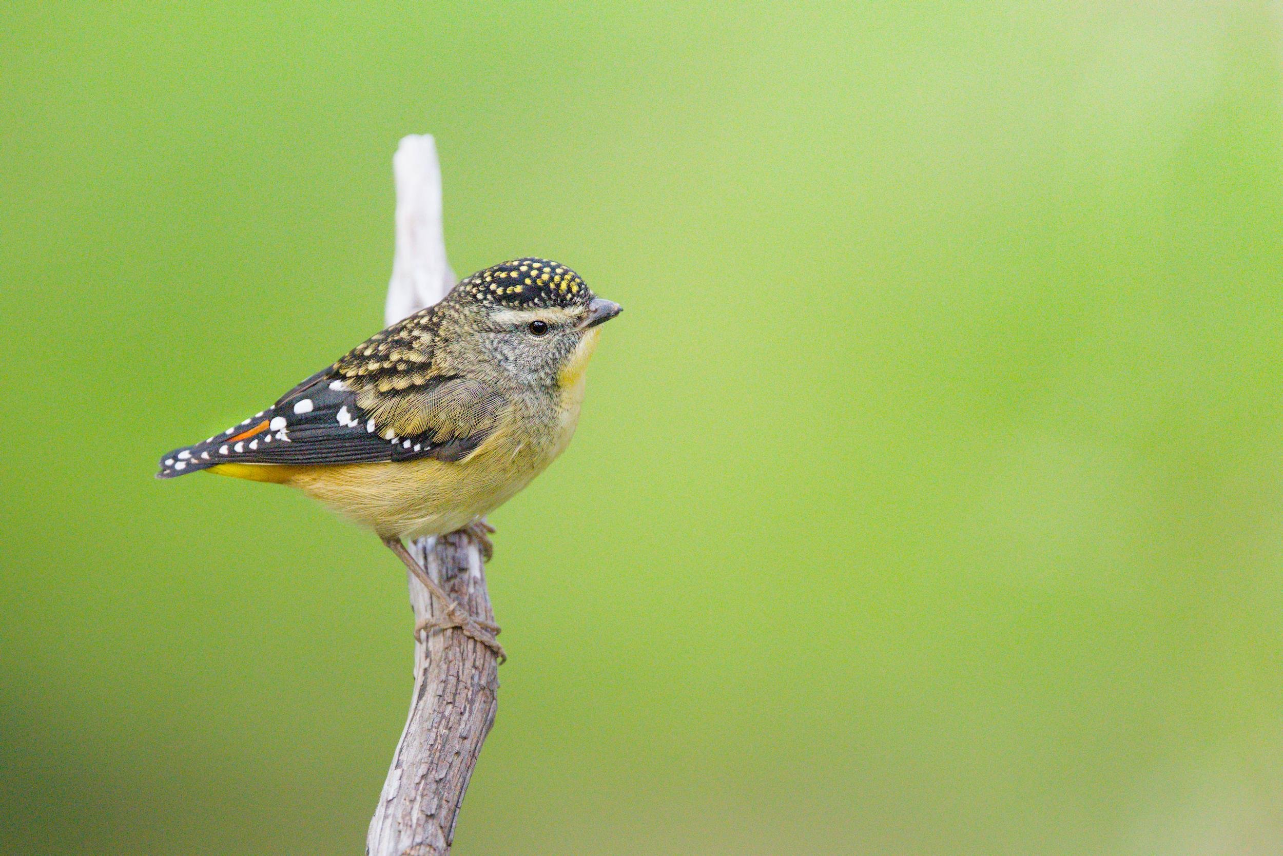 A female Spotted Pardalote perched on the side of a bare vertical branch, facing right against a blurred green background.