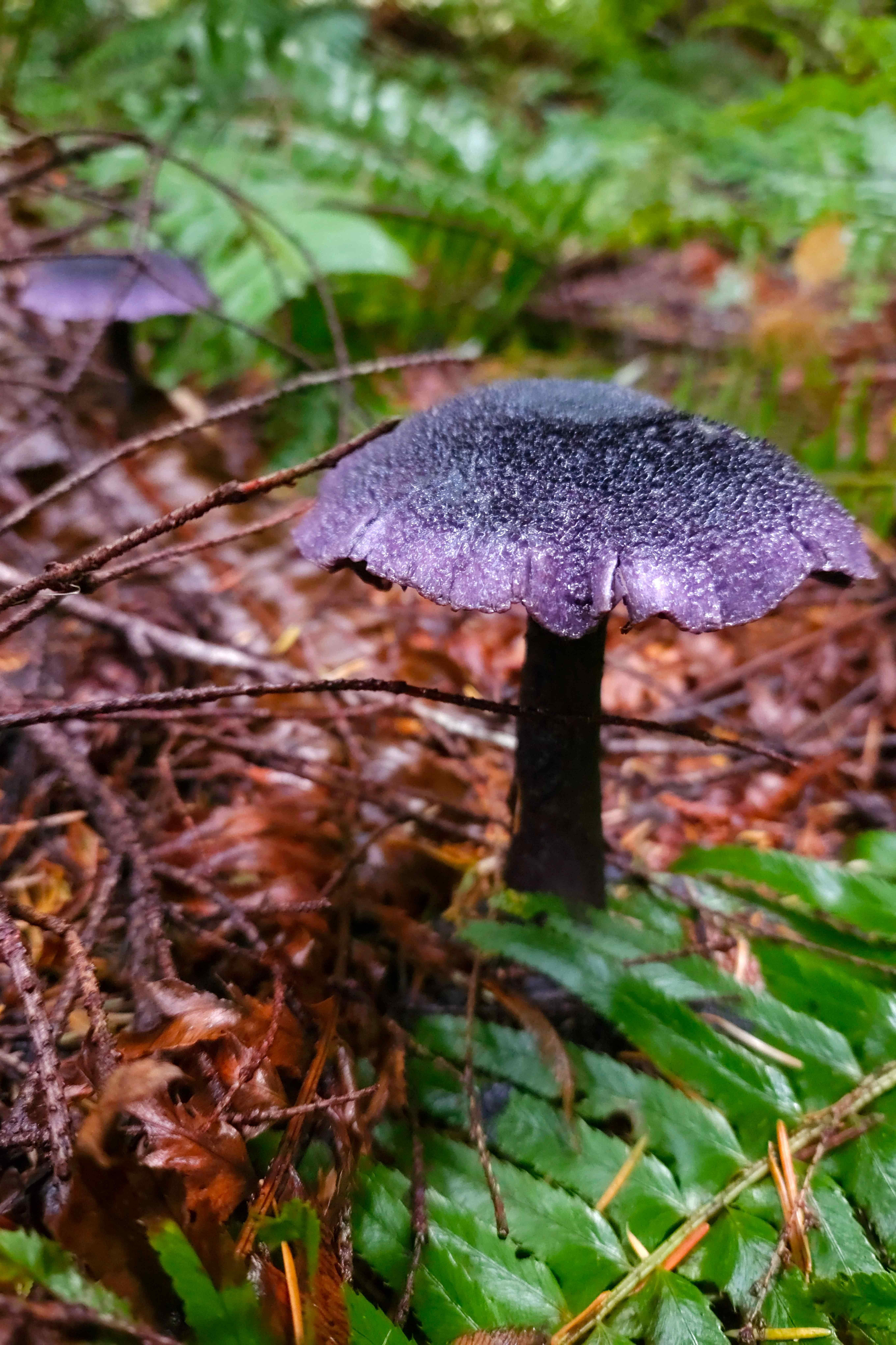 The image shows a dark purple mushroom growing in a forest setting. The mushroom cap appears textured and is surrounded by green ferns and brown fallen leaves or twigs. The environment suggests a damp, natural habitat.