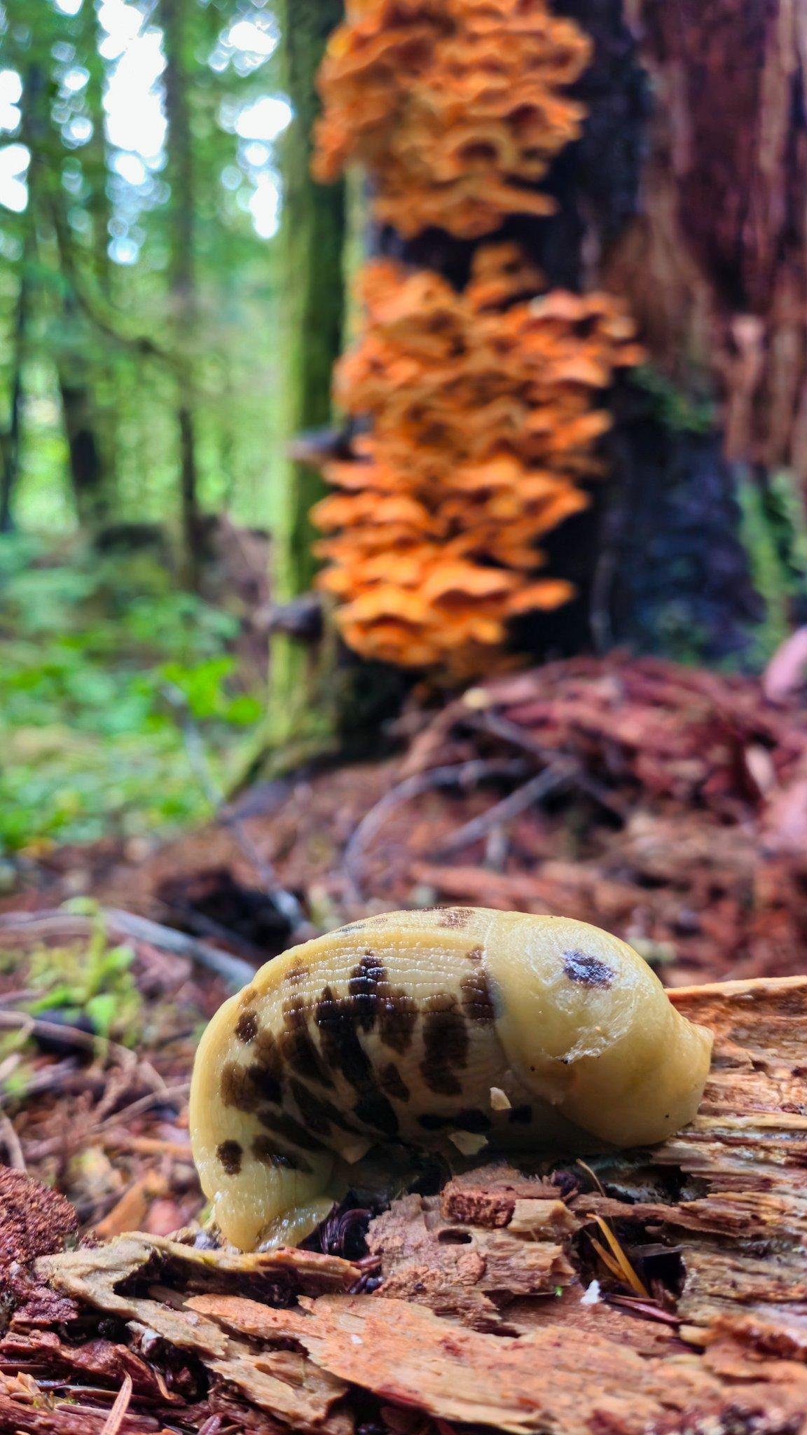 Close-up of a yellowish slug with dark spots crawling over decaying wood and bark; blurred forest background with a tree trunk covered in orange shelf fungi.