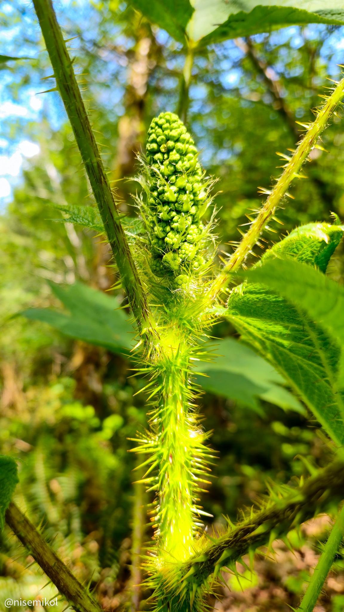 A close-up of a green plant with a tall, spiky stem and an unopened flower bud at the top. The stem is covered in long, sharp thorns, and the background is a blurred mix of green foliage and trees, suggesting a forest setting. Sunlight creates a bright, vivid effect on the plant's surface.