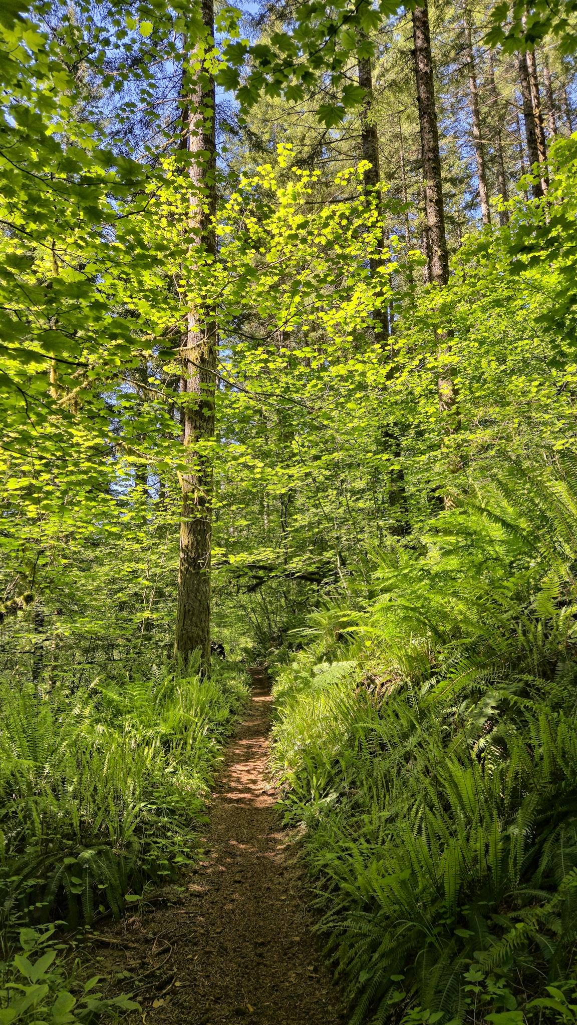 A narrow dirt path winds through a dense forest, flanked by tall trees and lush ferns. Sunlight filters through the vibrant green leaves, casting dappled shadows on the ground. The canopy is thick, with branches reaching upwards, contrasting against the clear blue sky.