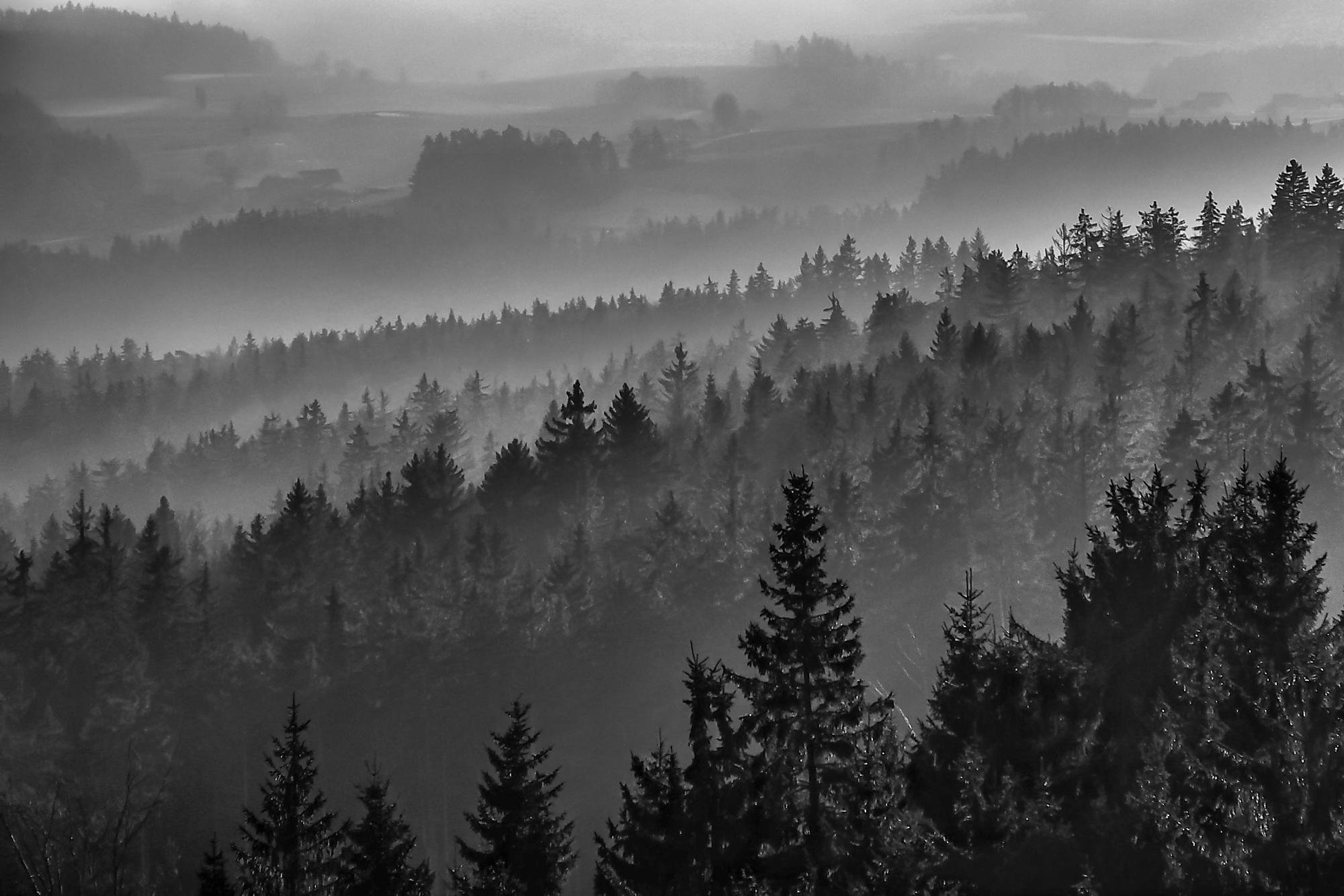 Layered view of conifer-covered hills and valleys in grayscale, with bands of fog drifting between tree lines and distant ridges fading into the background.