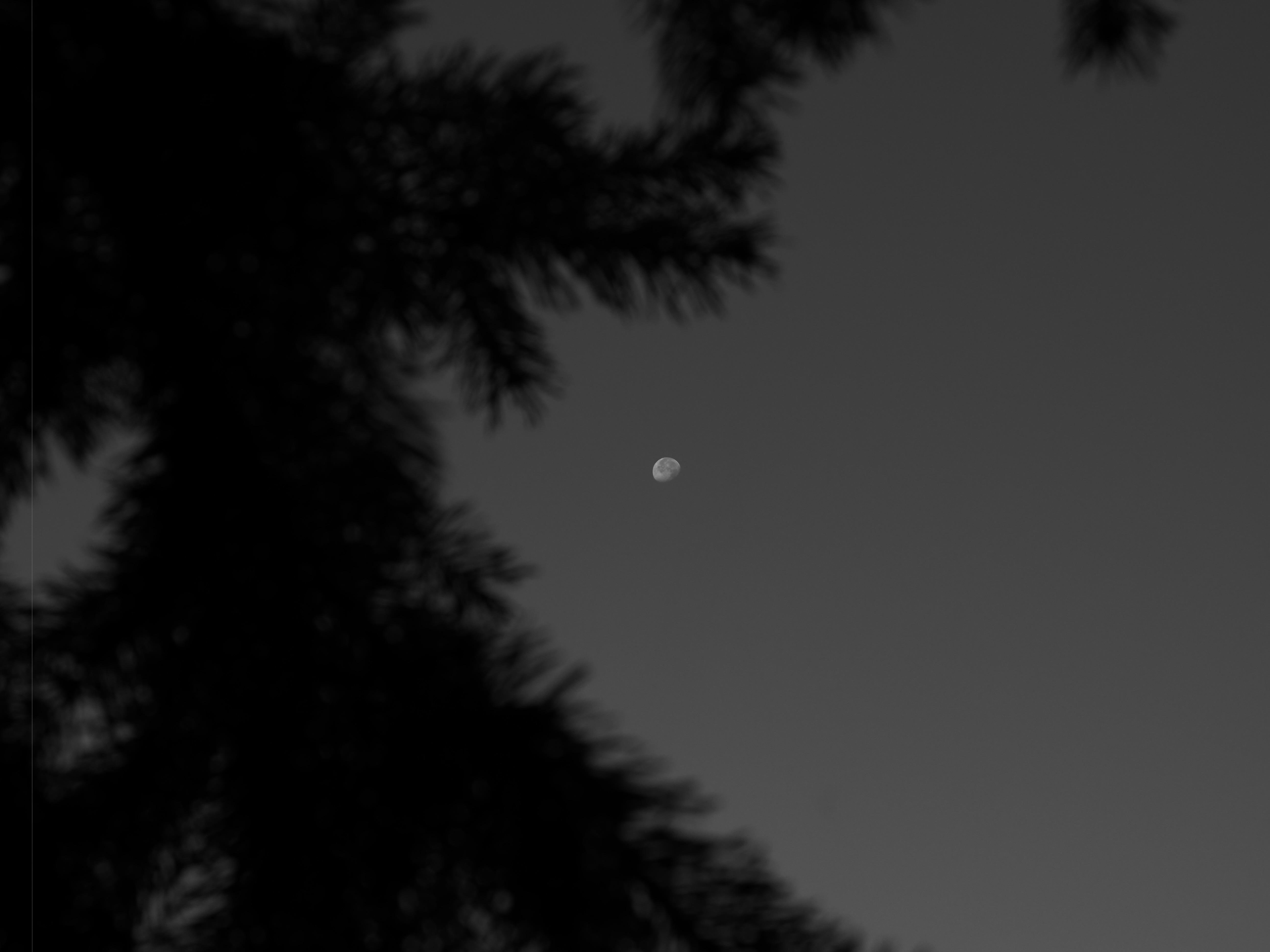 Black and white image featuring a half moon in the center of the sky, surrounded by the dark silhouette of tree branches in the foreground. The background is a gradient from light to darker, indicating an early morning setting.