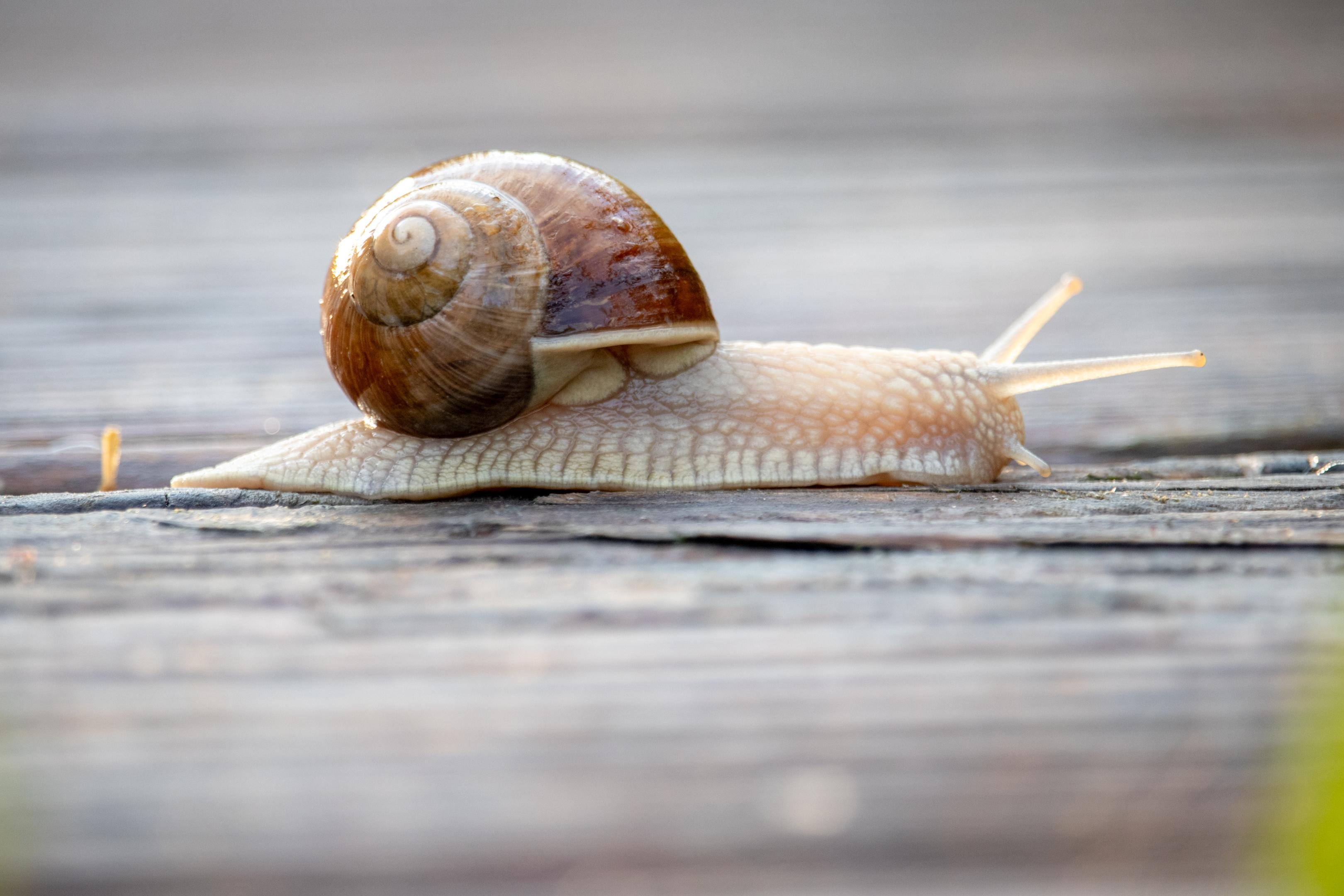 The image shows a snail on a wooden surface. The snail has a spiral shell and is moving forward, with its tentacles extended.