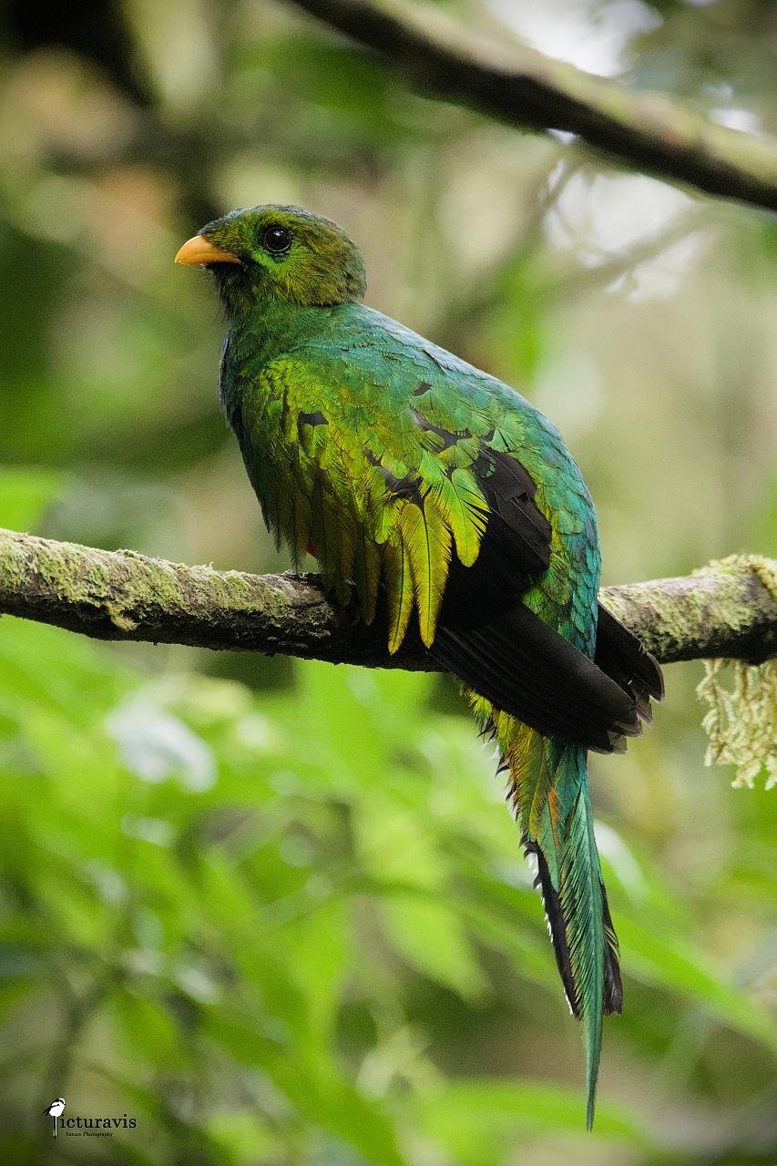 A beautiful male white-tipped quetzal is perching on a branch behind El Dorado Nature Reserve's huts in Colombia. It is a larger bird with metallic green plumage.