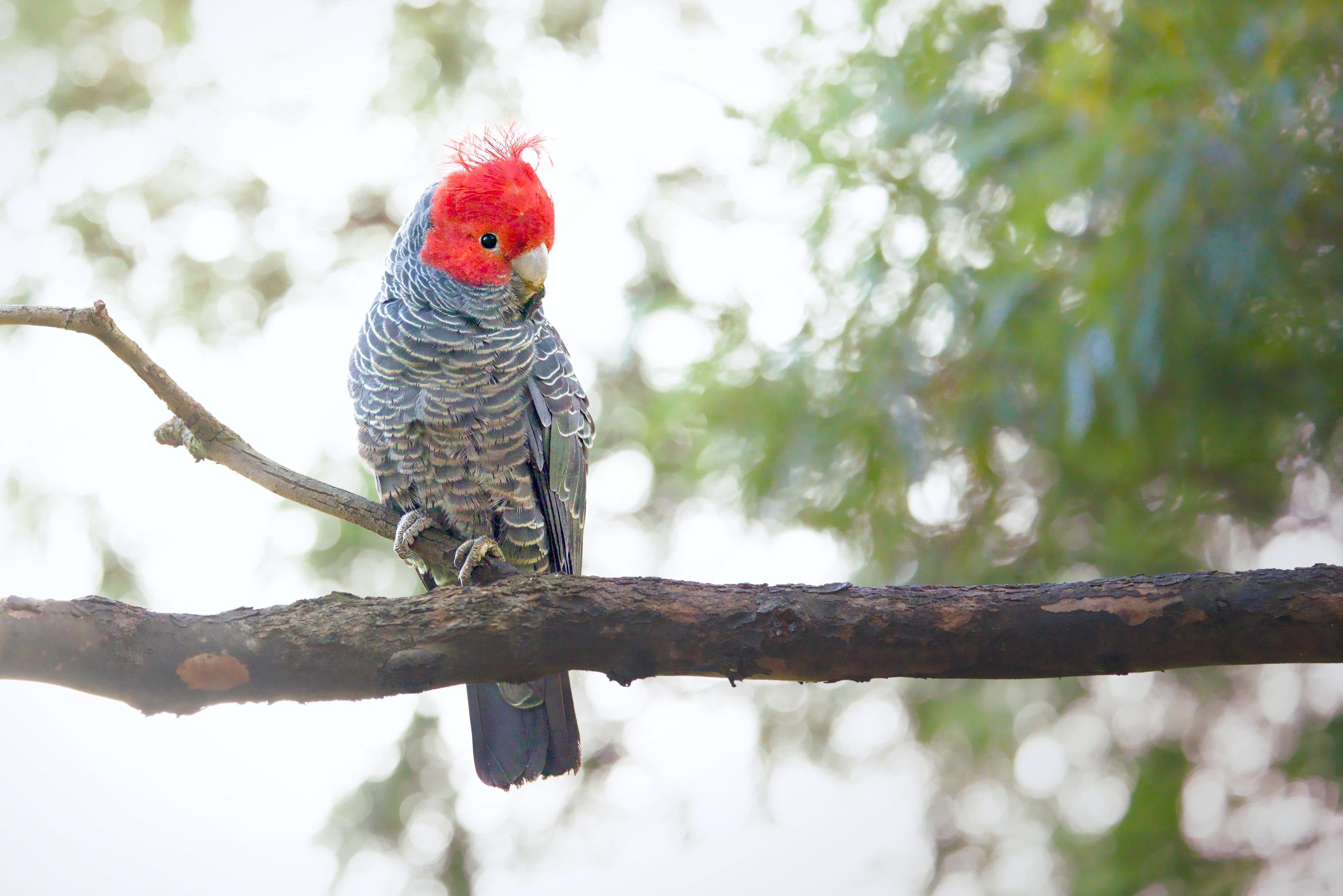 A male ganggang perched on a horizontal tree branch, viewed from the side against a blurred green foliage background.