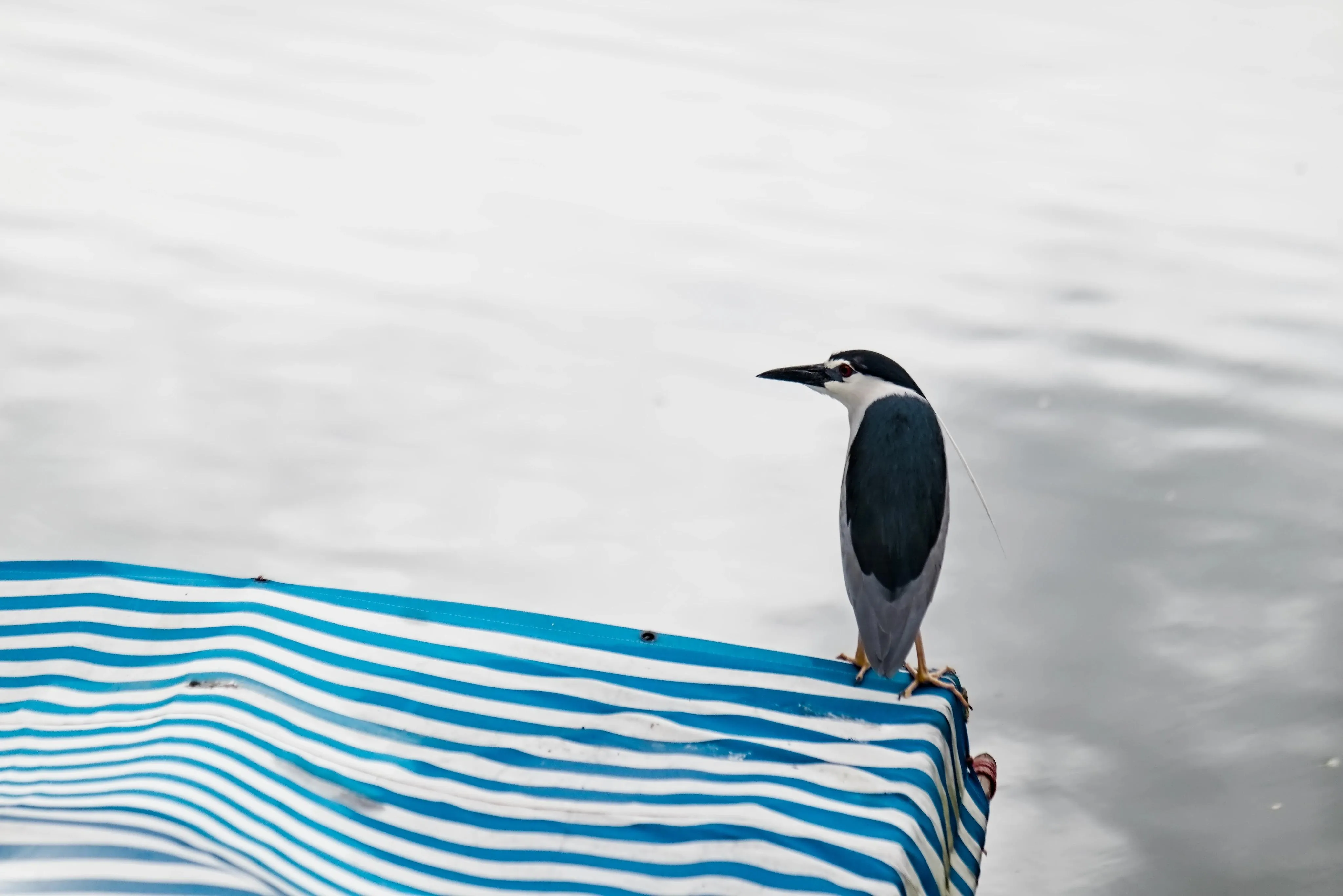 a black-crowned night heron perched on the edge of a white and blue tarpaulin