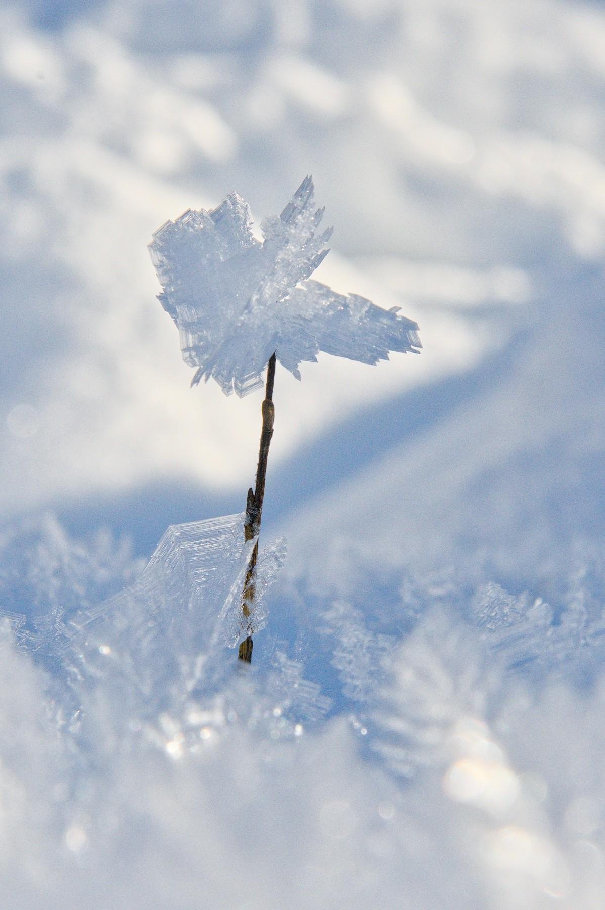 The image shows a delicate ice crystal formation on a small twig, set against a blurred snowy background. The ice crystal appears intricate and resembles a snowflake or a flower. The overall scene conveys a cold, wintry environment.