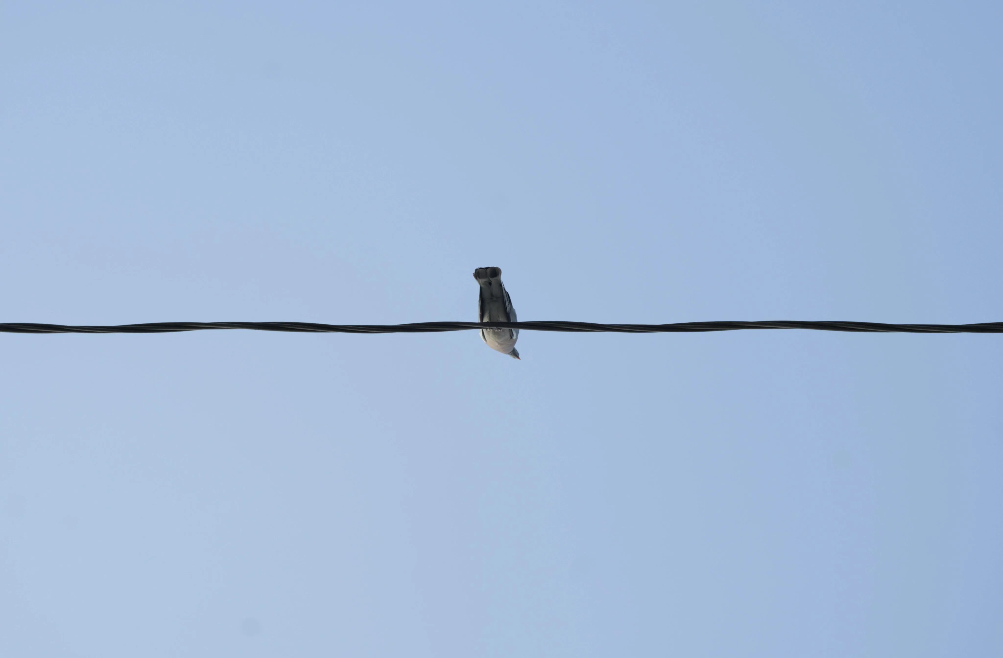 Photograph of a pigeon sitting on a wire, taken from underneath with a clear, uniform blue sky in the background.