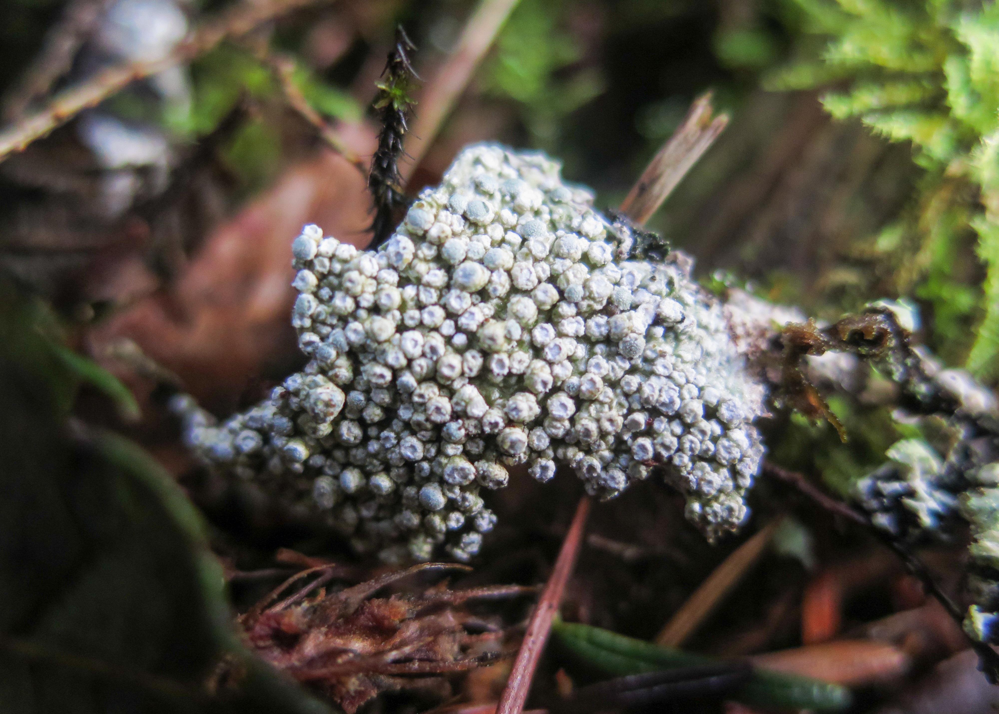 This image shows a close-up of a lichen. It's characterized by its small, white, circular fruiting bodies. It appears to be in a forested area, fallen from a tree limb onto mossy, decaying wood.