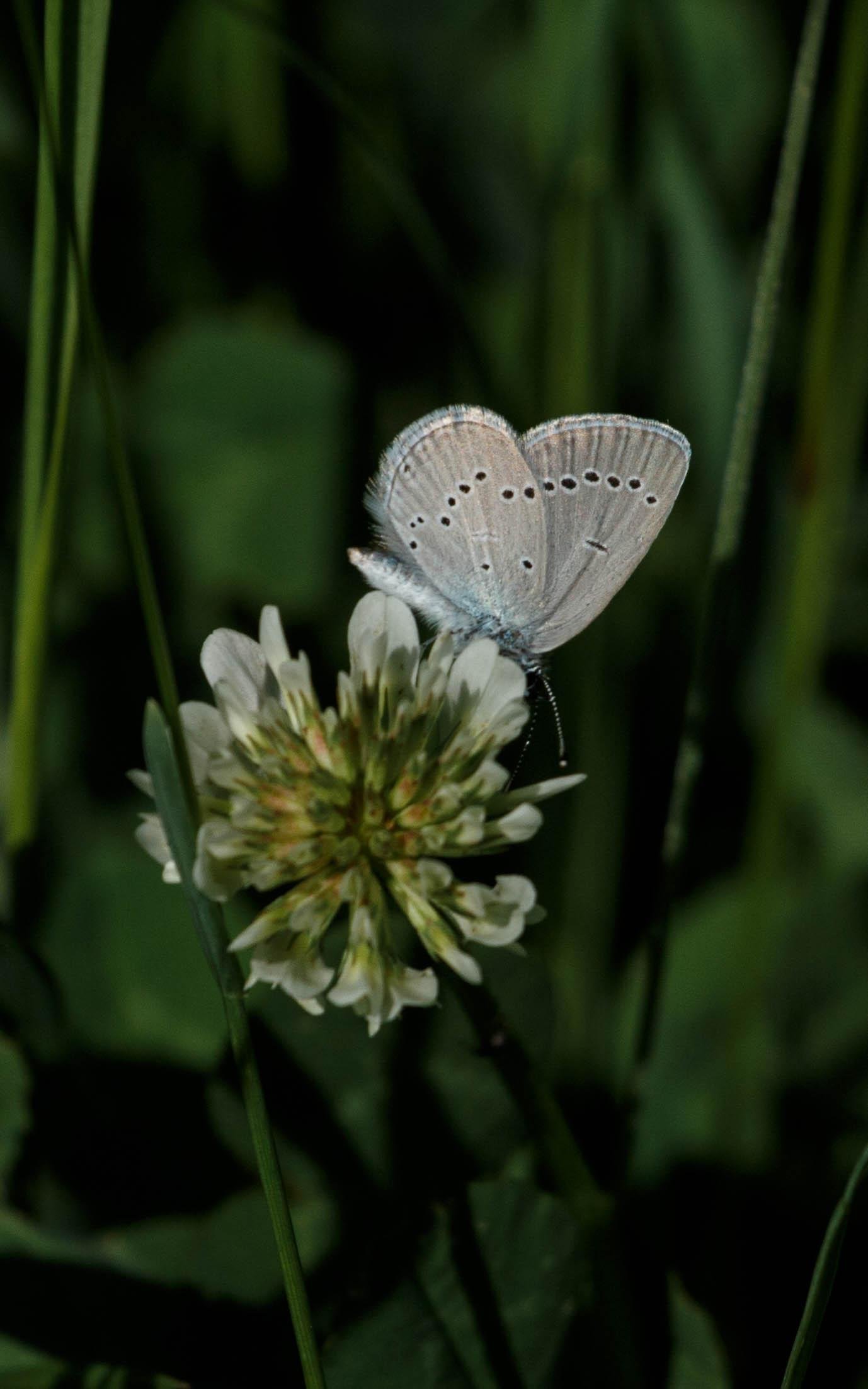 A small blue (Cupido minimus) feeding on white clover (Trifolium repens).