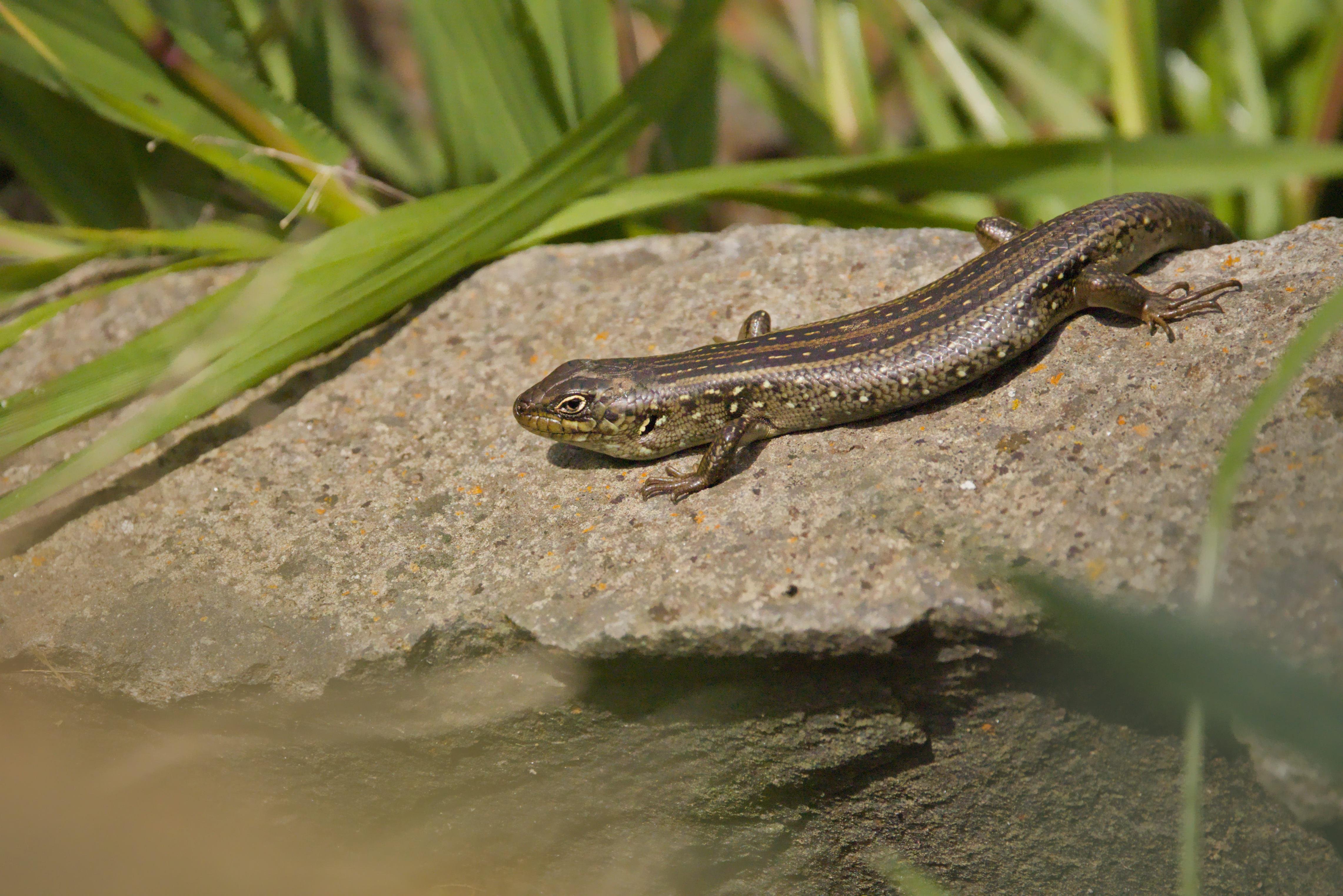 A white skink lying on a sunlit rock, head facing left, with green grass blades in the background.