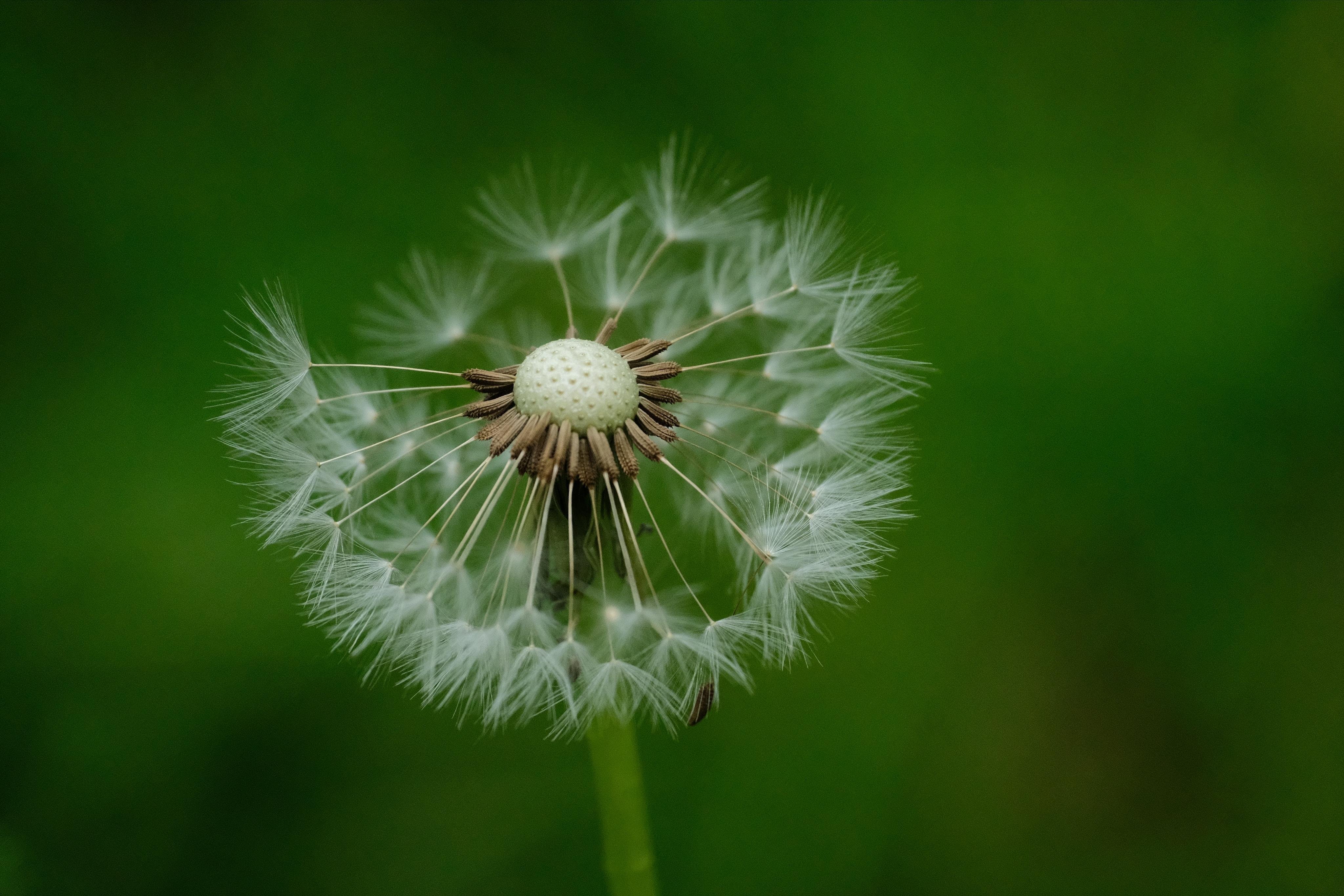 Close-up of a dandelion seed head with many seeds missing, a few white feathery tufts remaining around the pale central disk against a blurred green background.