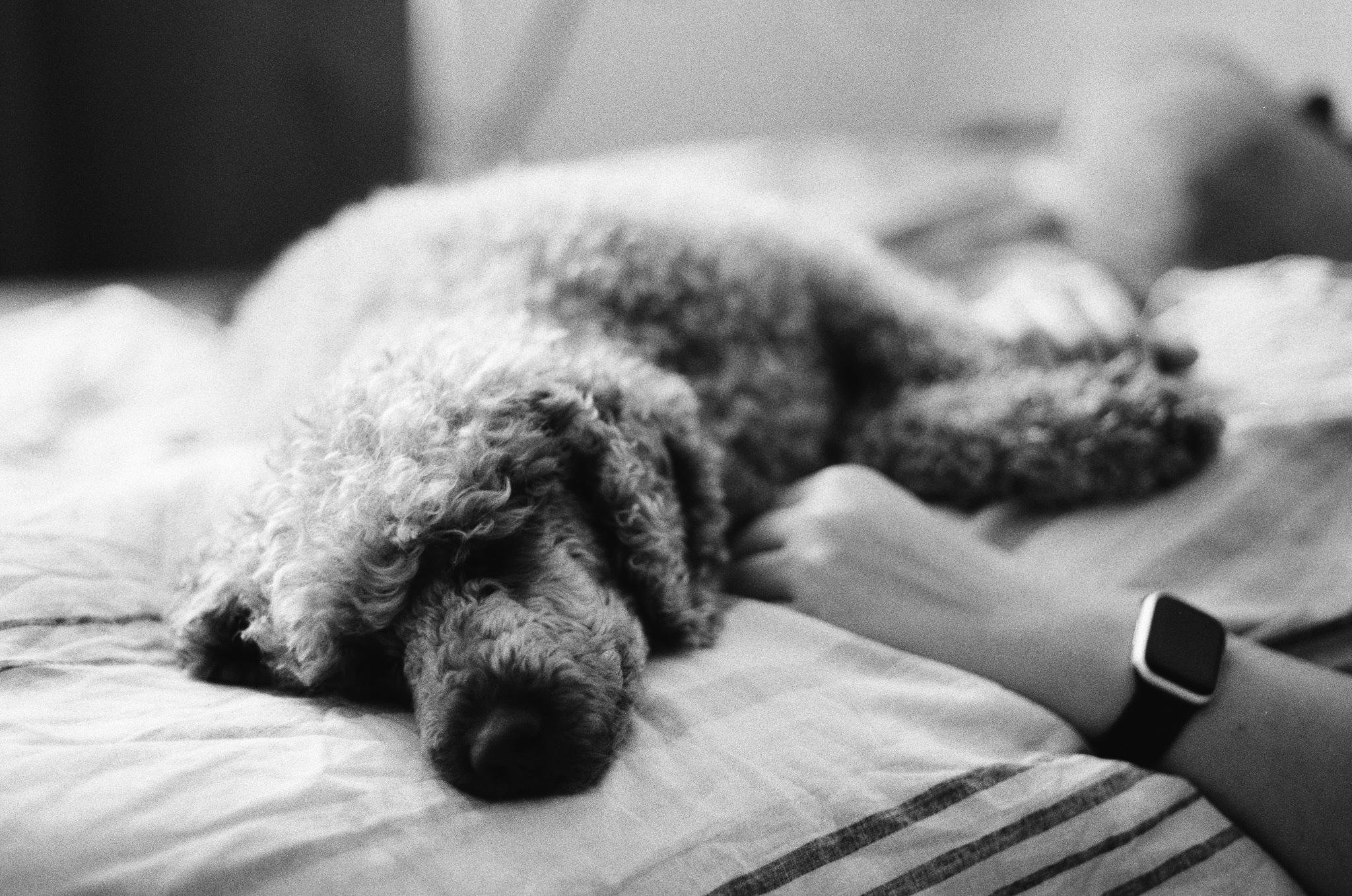 Curly-haired dog sleeping on a bed in the foreground, with a person lying beside it; the person’s forearm wearing a smartwatch rests near the dog, and the background is softly out of focus.