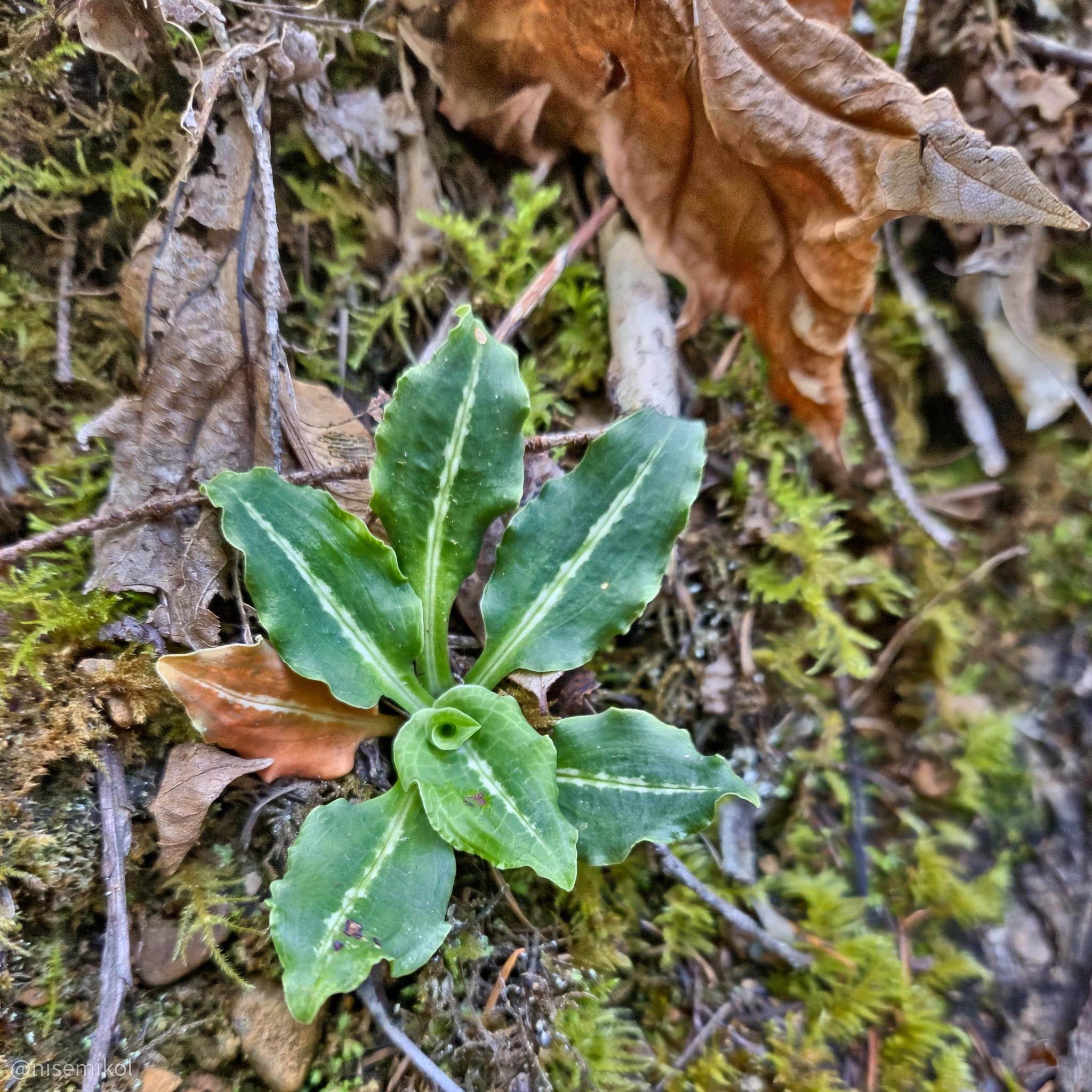 Green rosette of broad leaves with white stripes, surrounded by dried brown leaves and green moss on a forest floor.