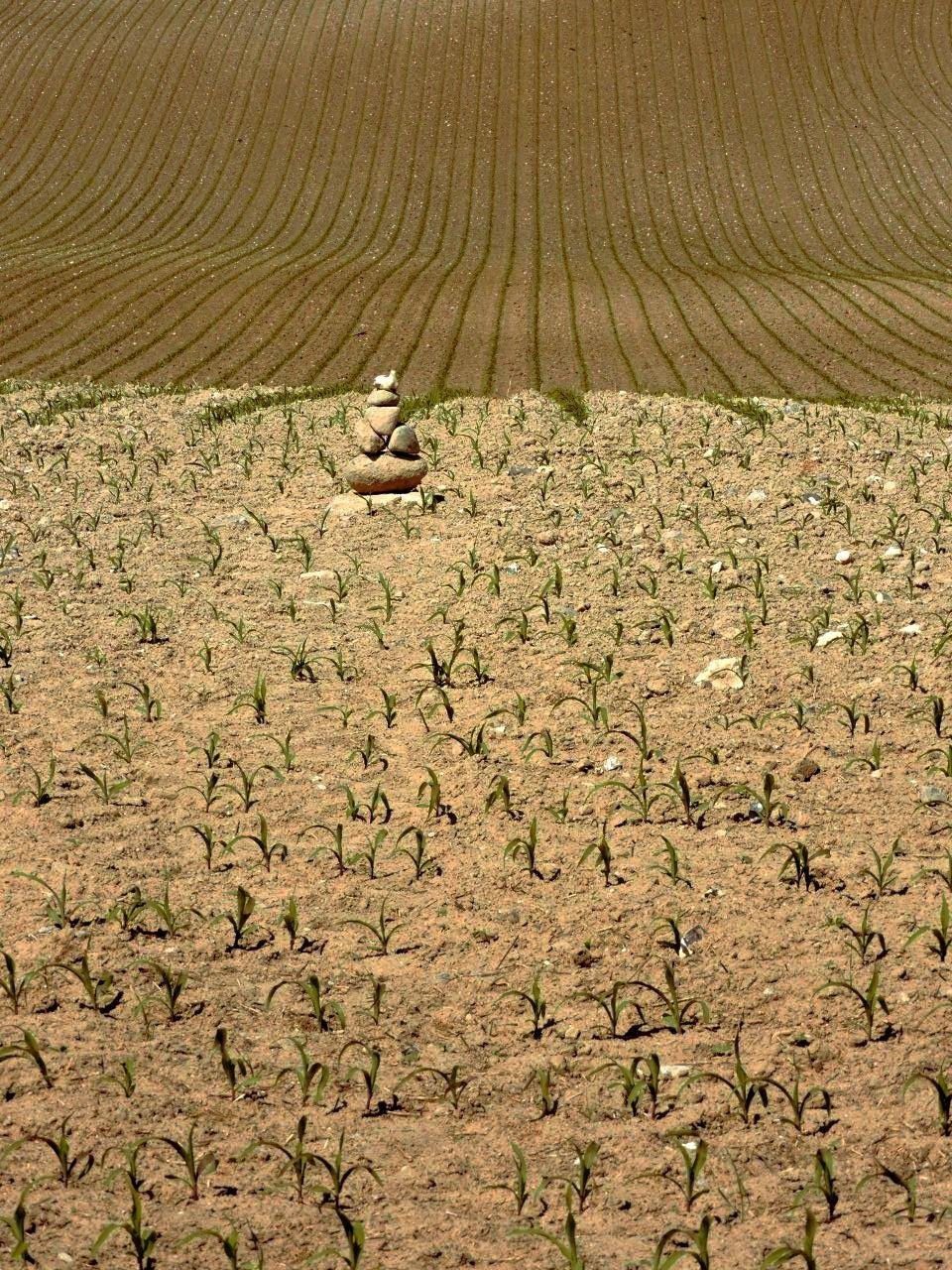 Field filled with evenly spaced rows of young green plants, likely seedlings, emerging from dry soil. A small stack of balanced stones sits in the foreground, while the background shows the field extending into gently curved patterns with no visible vegetation.