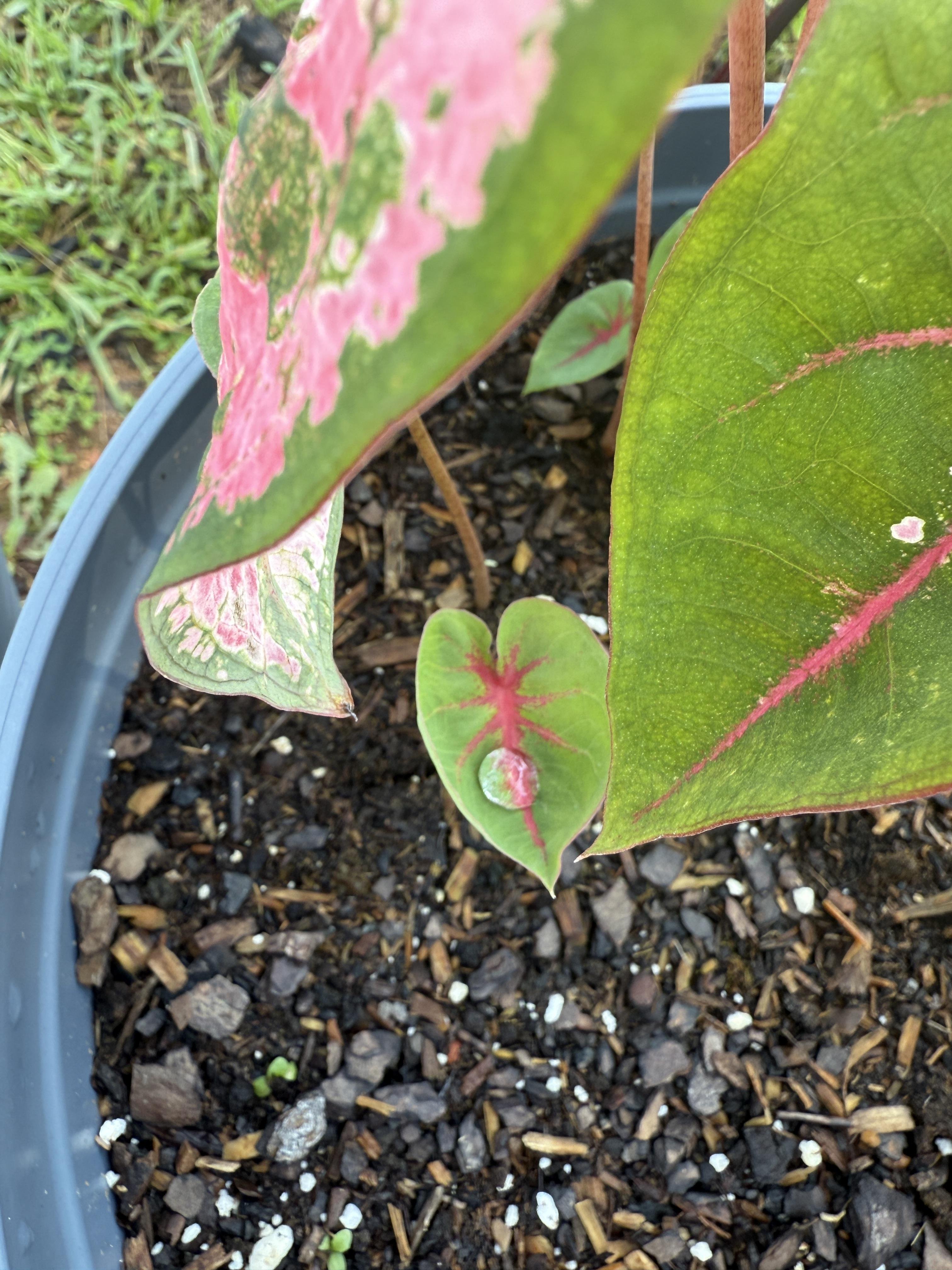The image shows a potted plant with large, heart-shaped leaves. The leaves are predominantly green with striking pink veins and some areas displaying a pink and green variegation pattern. The soil in the pot is dark and appears to be a mix of organic matter, with small rocks and wood chips scattered throughout. A small, young leaf with a pink vein is visible in the center, suggesting new growth. The pot is gray and sits on a grassy surface, indicating an outdoor setting. The overall composition highlights the plant's vibrant colors and healthy appearance.