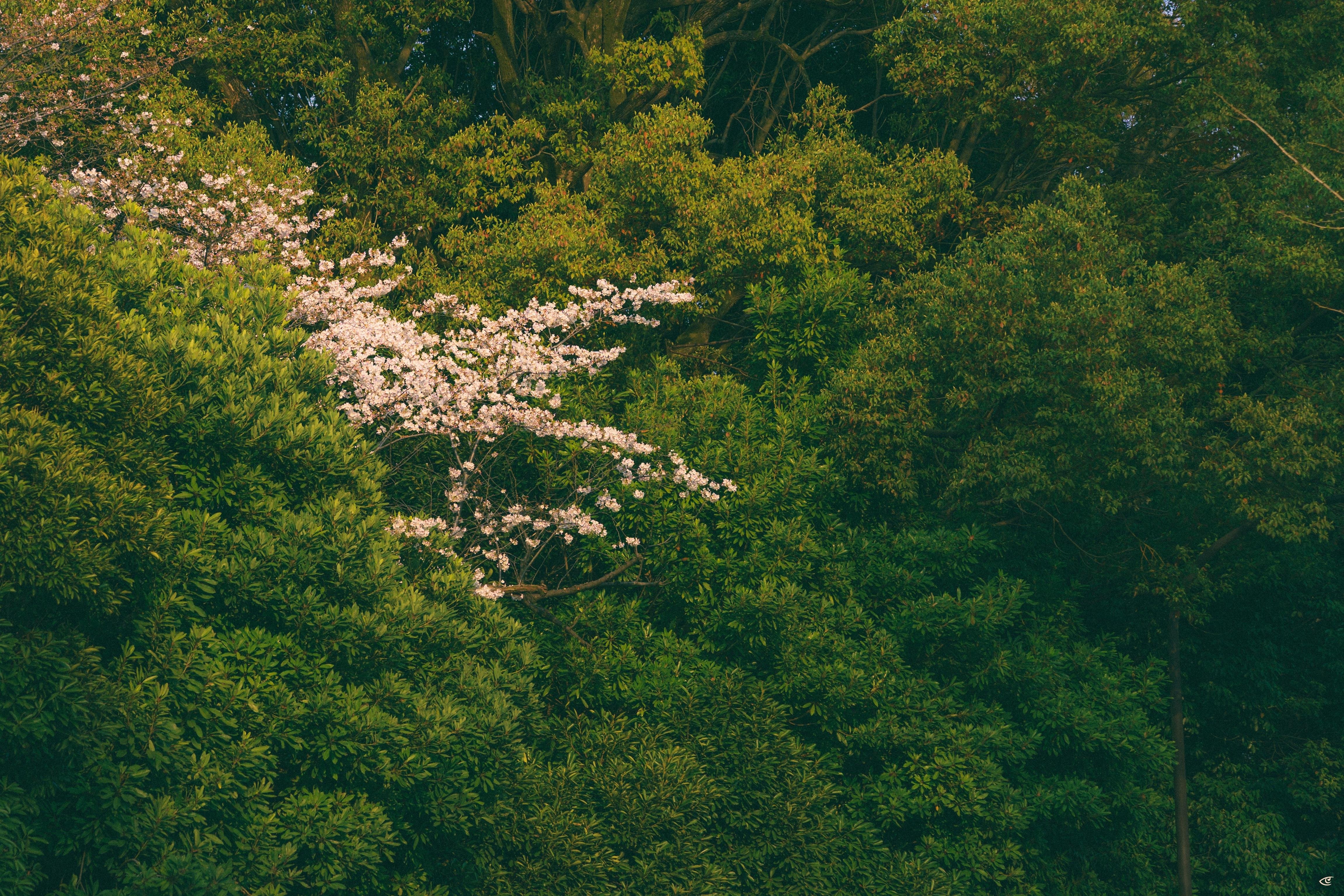 Dense green forest canopy with a cluster of pale pink flowering branches near the center-left, surrounded by layered foliage and tree trunks in shadow.