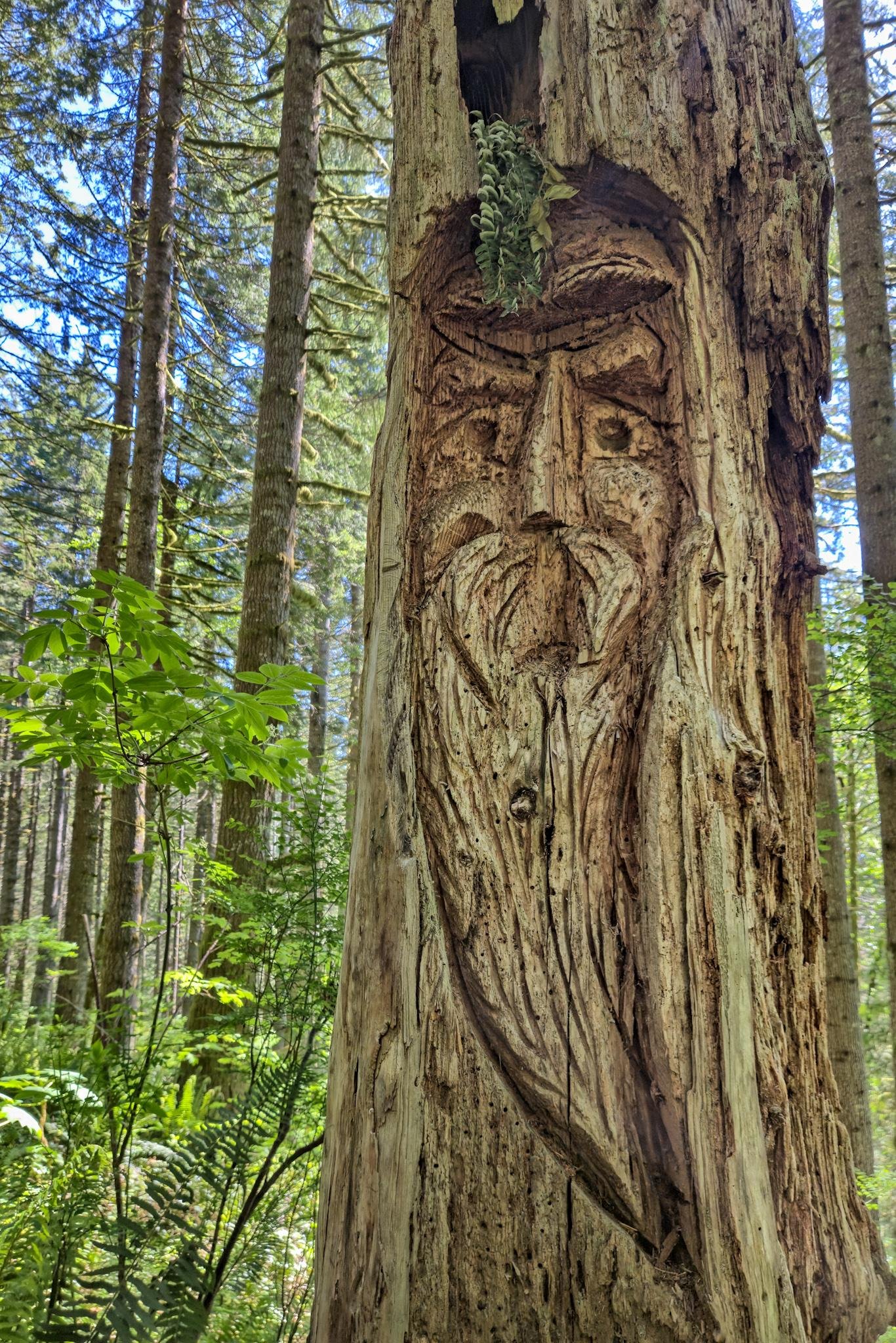 Carved face on a tree trunk depicting a bearded figure with prominent eyebrows and a stern expression. Detailed carving integrates natural wood texture, surrounded by dense forest of tall trees and green foliage under a blue sky.