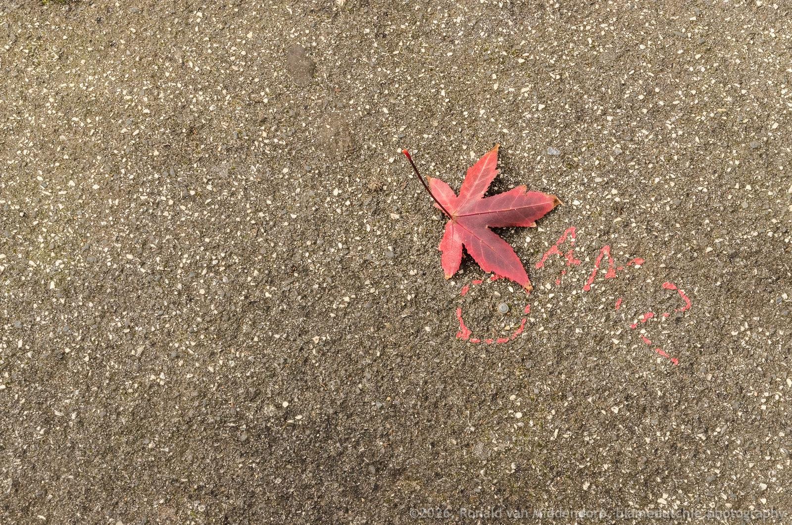 Red maple leaf on rough gray pavement near the upper right, with small red paint reading AMZ or AM2 nearby and empty space across the left side.